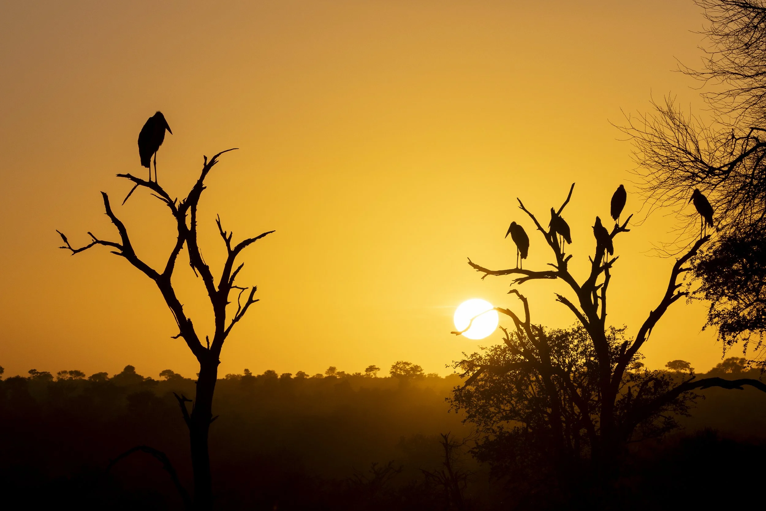 KrugerNP_20260210_020.jpg