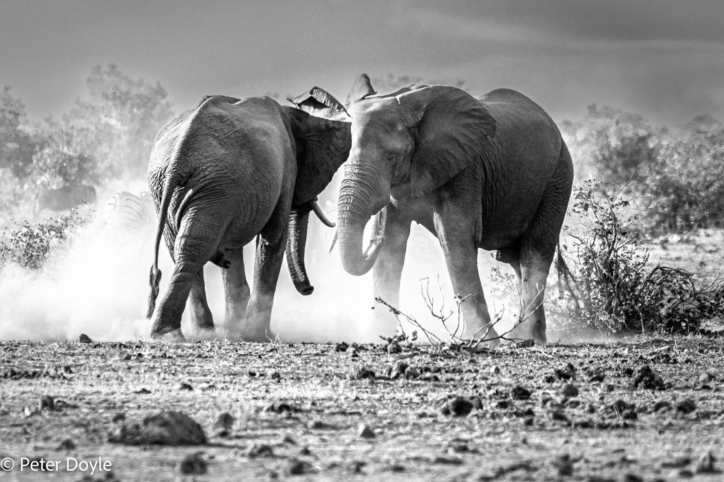 Kruger_202506015_208.jpg