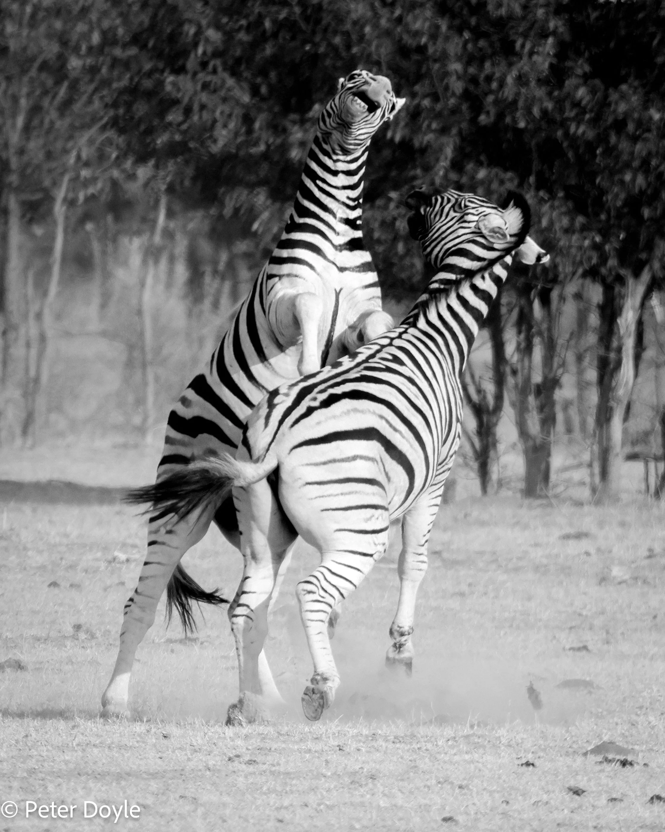 Etosha_13052023_0502.jpg