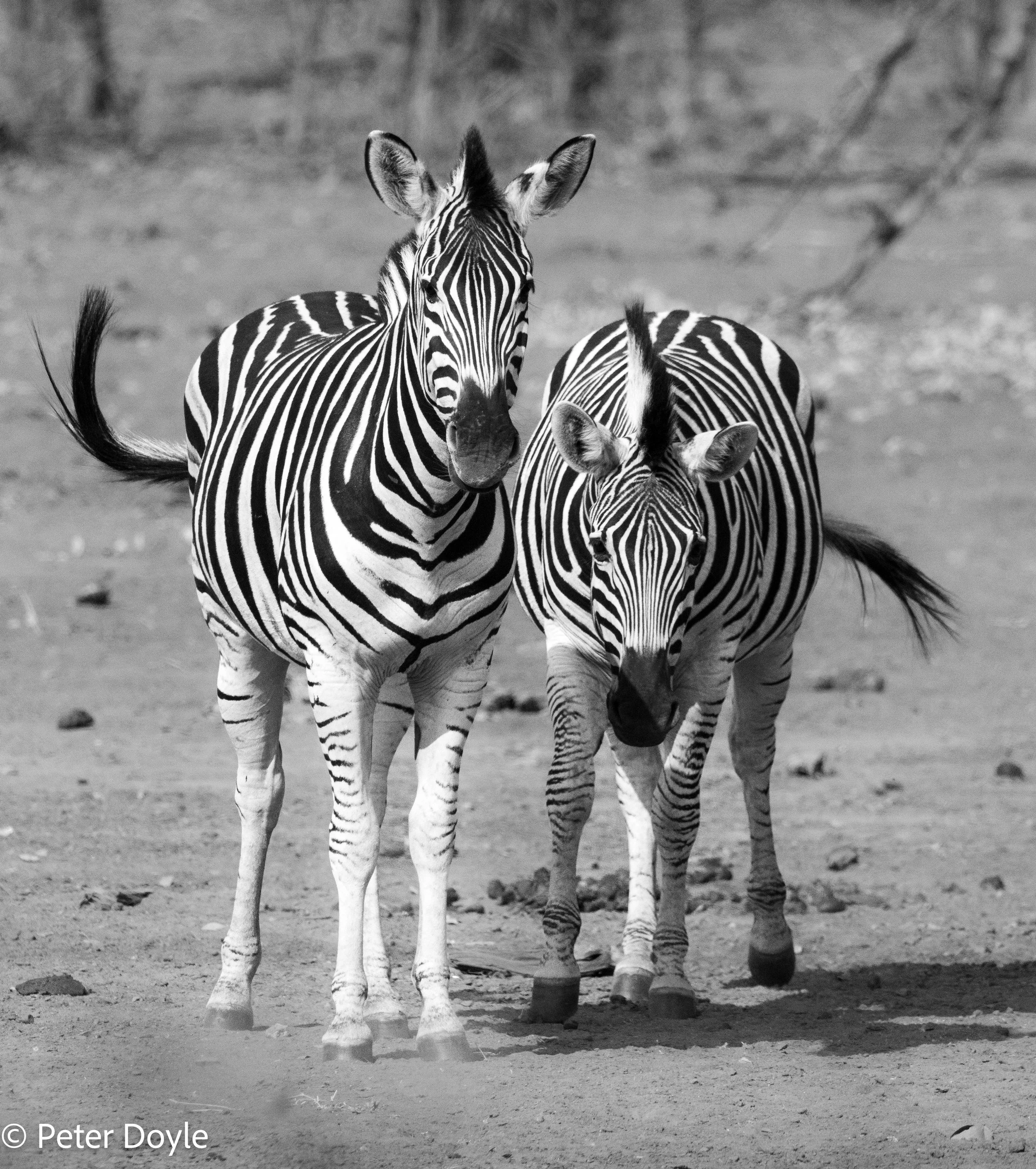 Kruger_NP_20240804_153.jpg