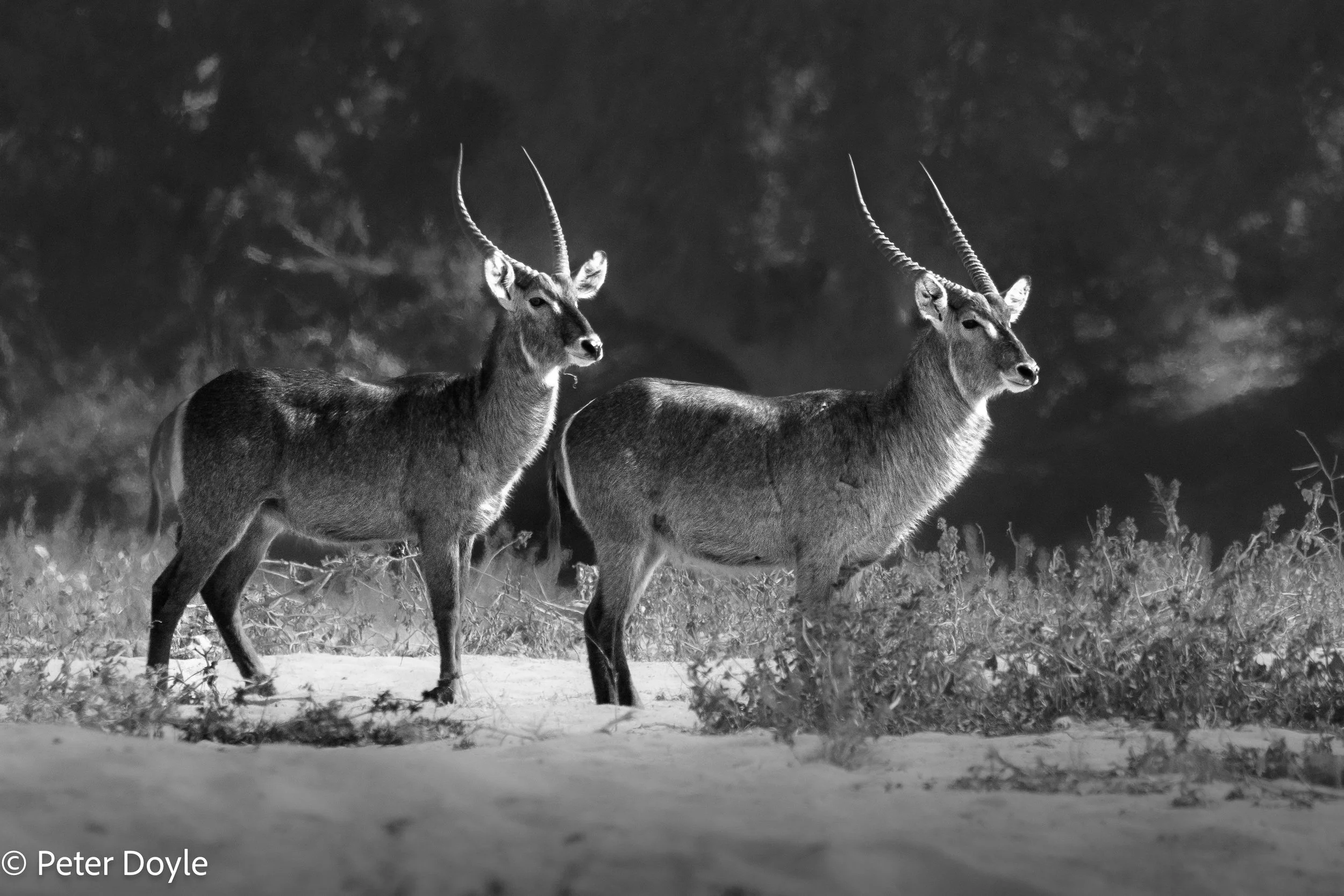 Kruger_202506022_275.jpg