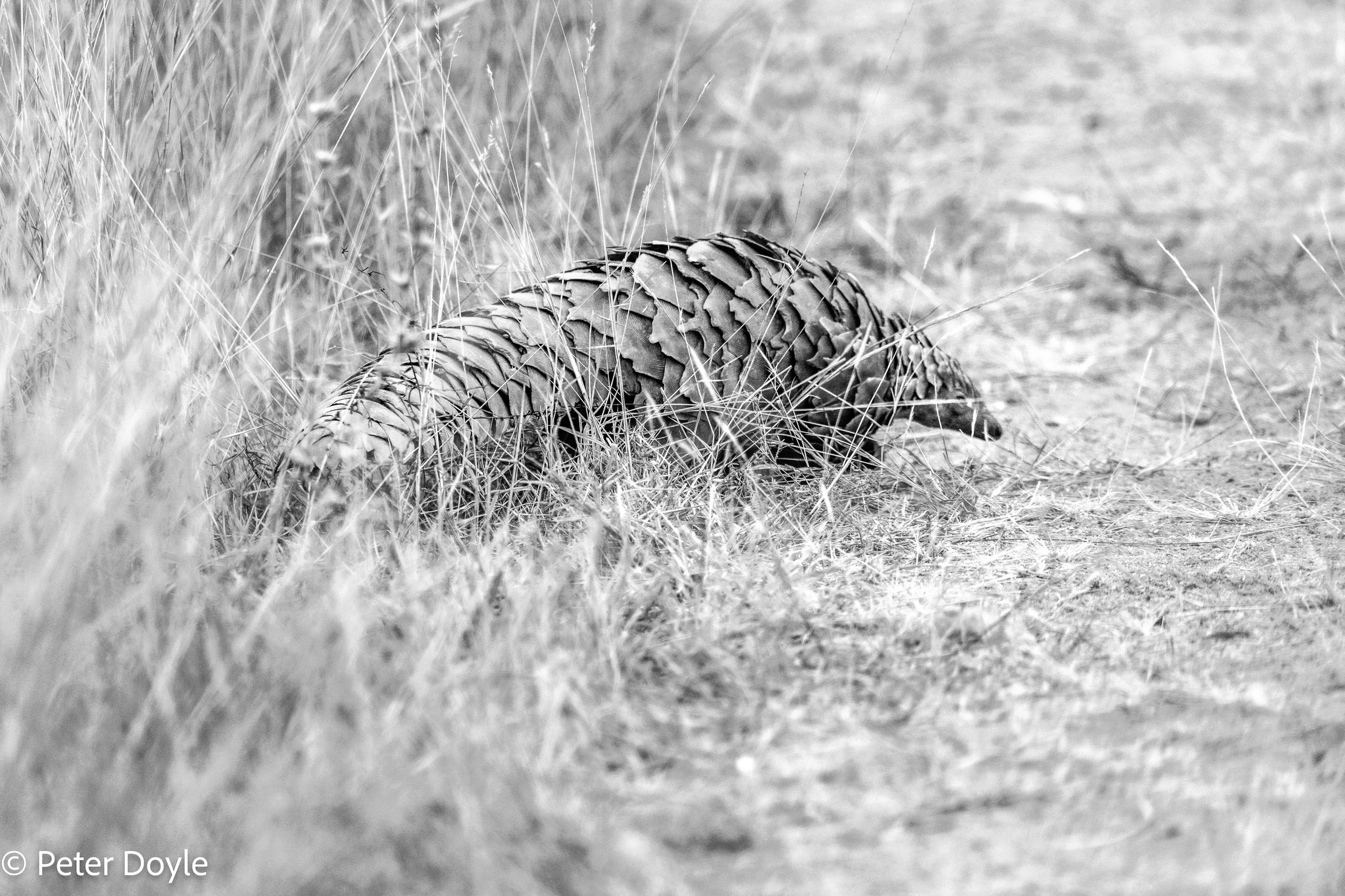 Kruger_20250708_006.jpg