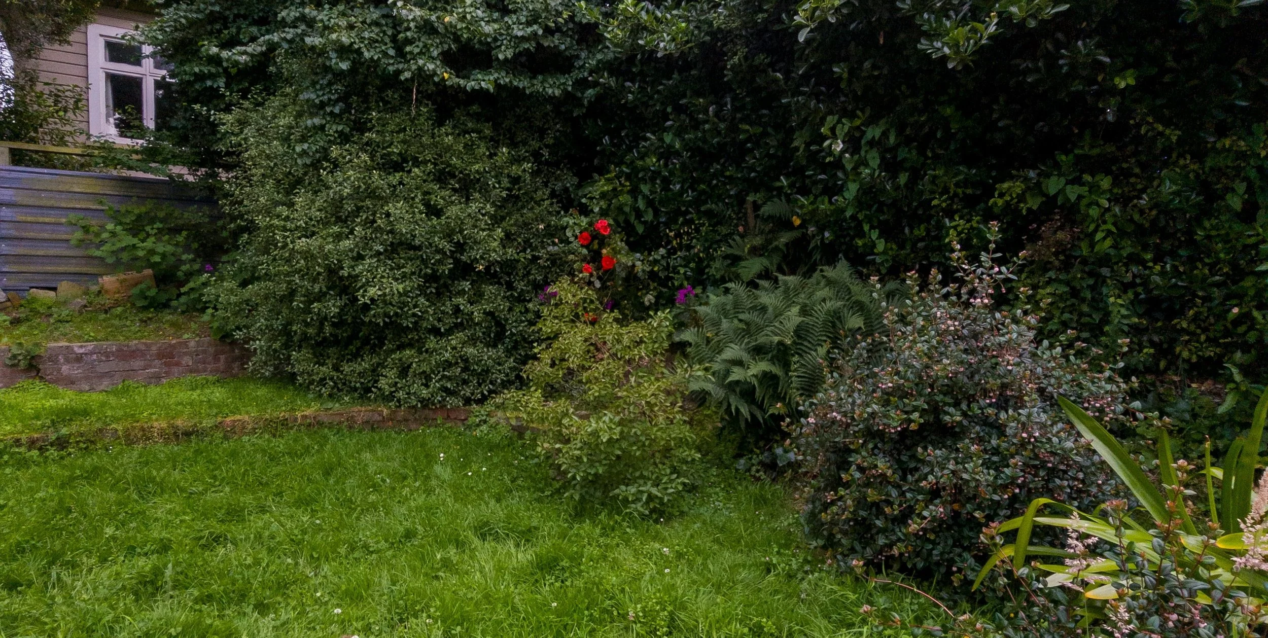 A garden with a green grassy lawn, blooming bushes, and dense green foliage, including a wooden fence and part of a house with a window on the left.