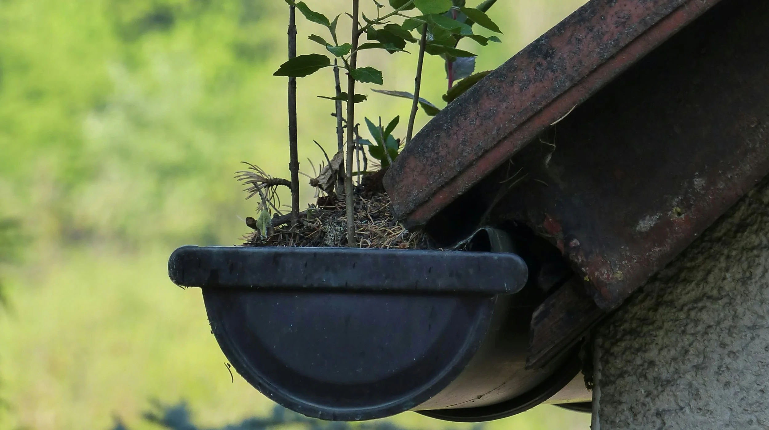 Weeds growing out of a gutter