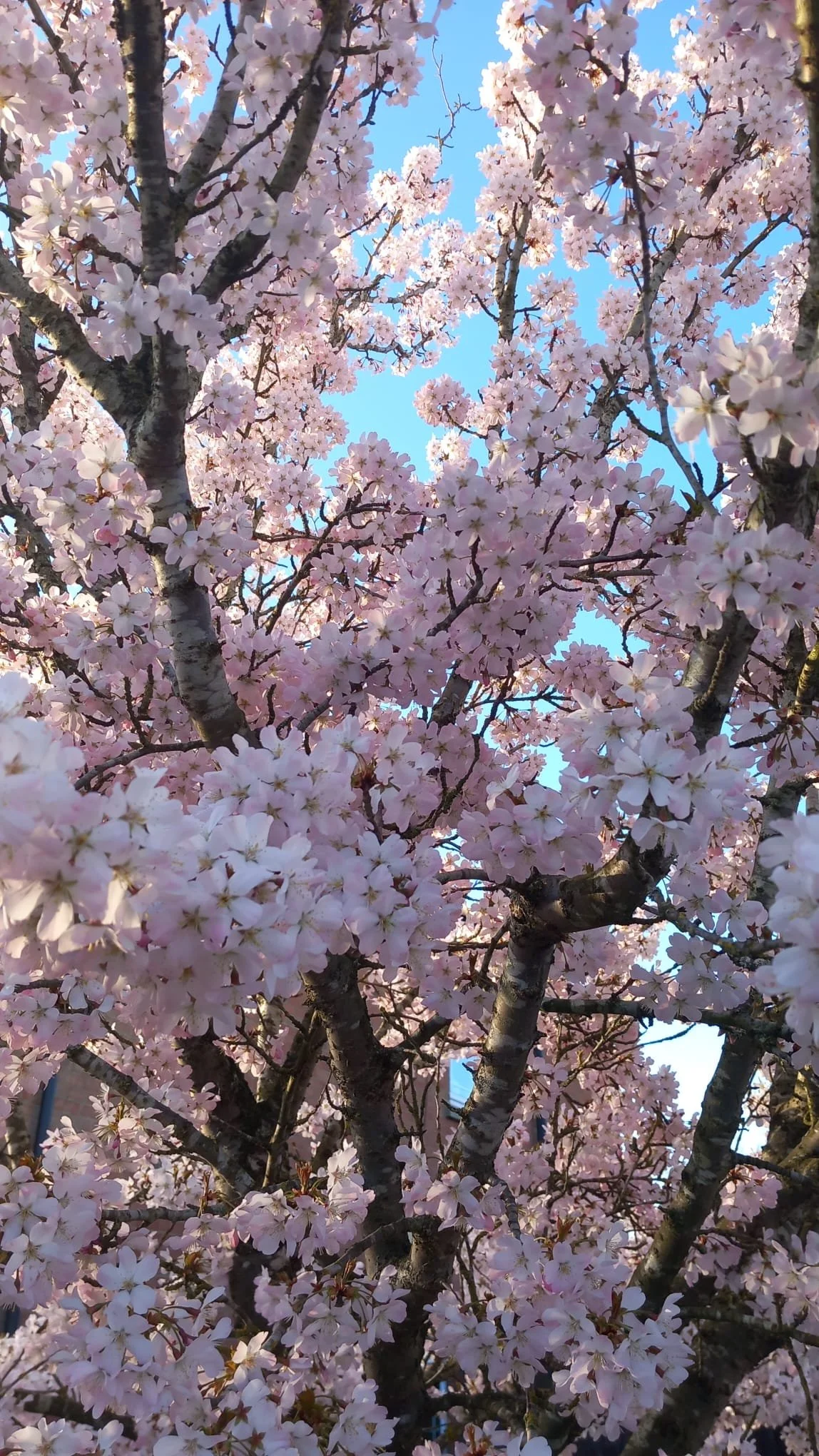 Close-up of cherry blossom tree with pink flowers blooming against a blue sky.