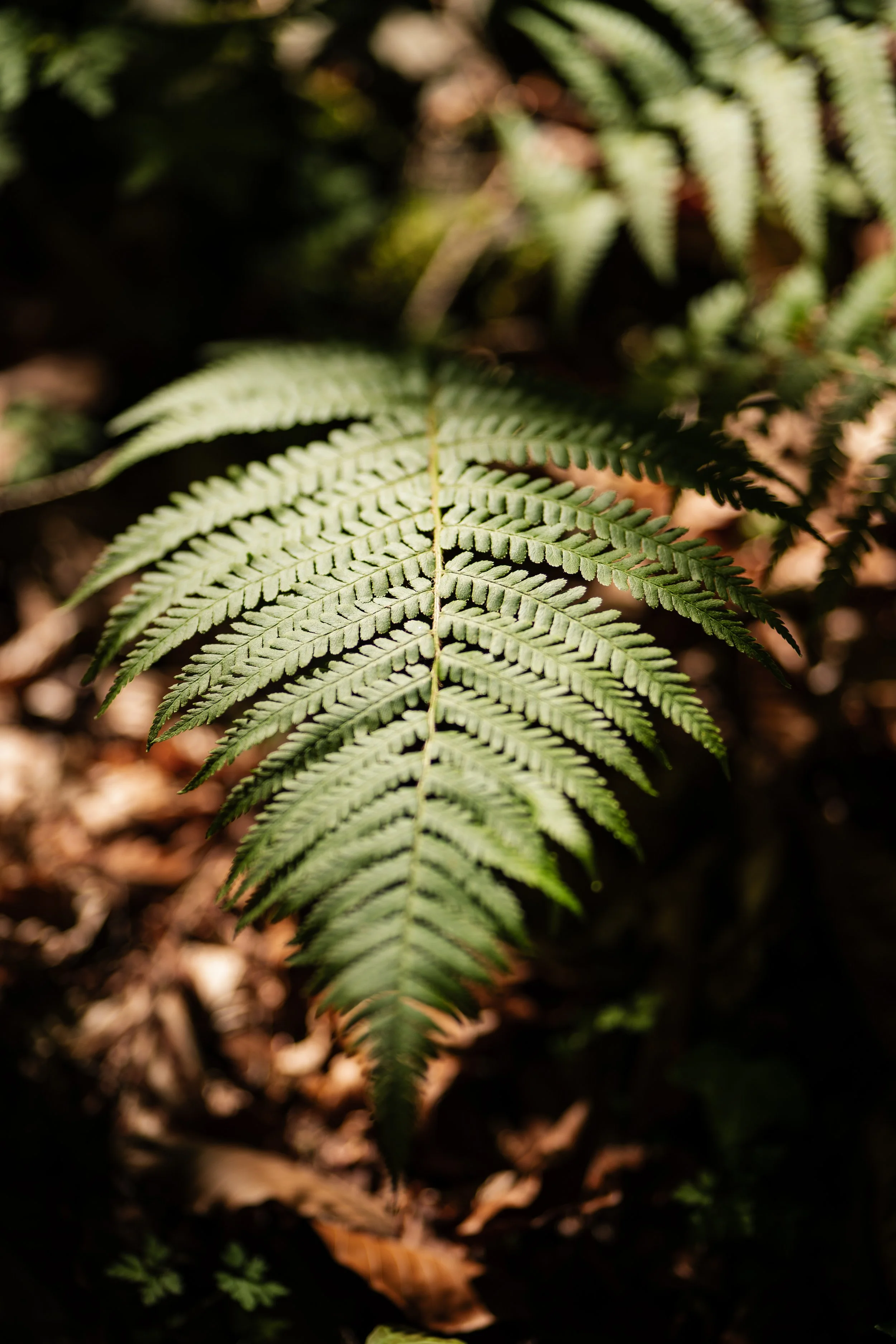 Nahaufnahme eines grünen Farnblattes im Wald, mit lichtdurchflutetem Hintergrund.