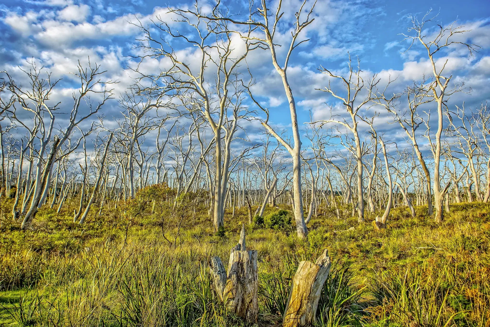 Manna Gums at Cape Otway: A Striking Australian Coastal Landscape