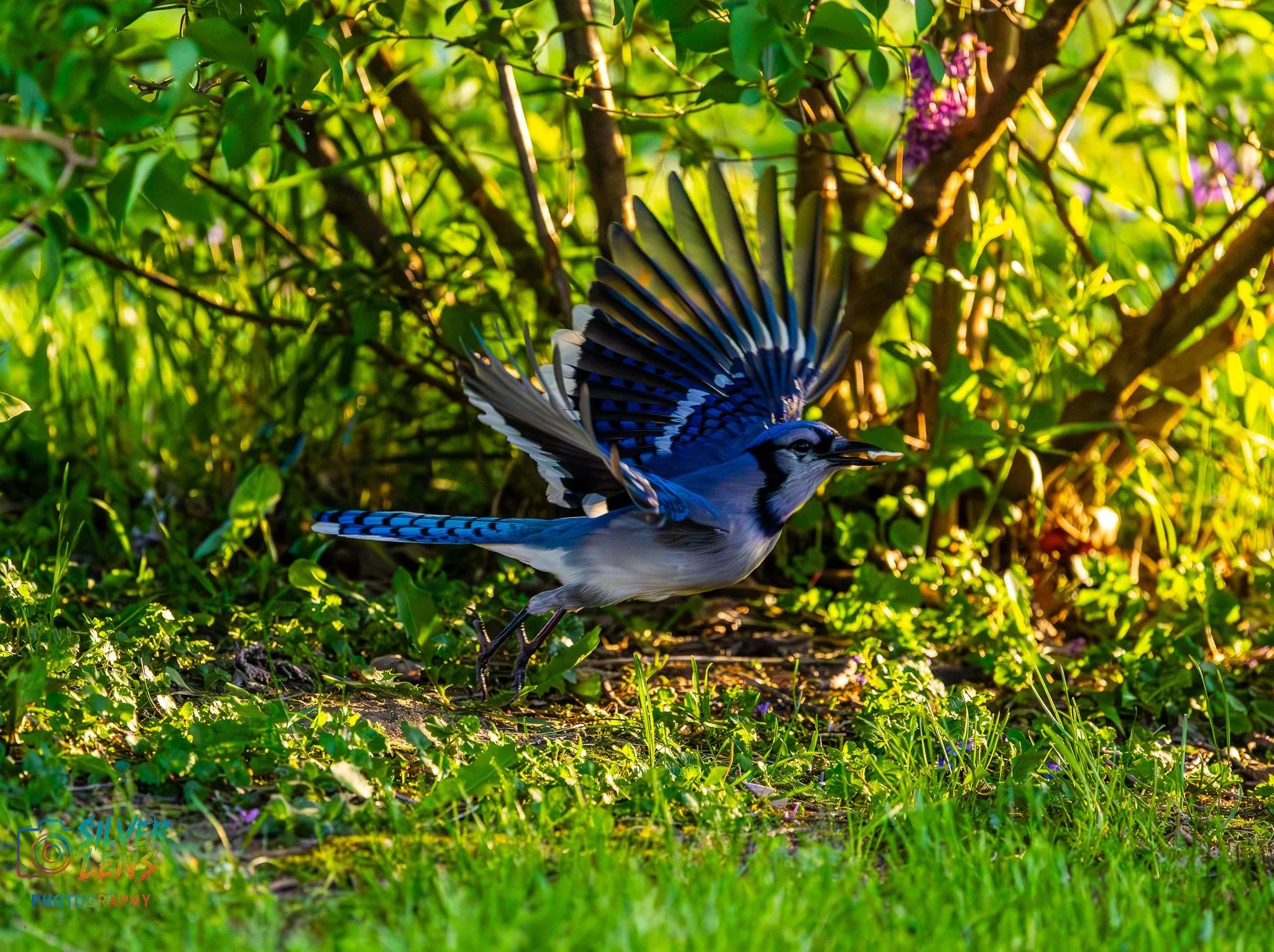 Birbs_5.9.26_3 (1 of 1).jpg