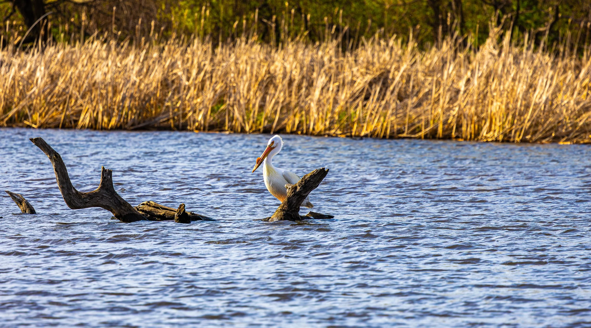 BIRBBS_4.23.26_5 (1 of 1).jpg