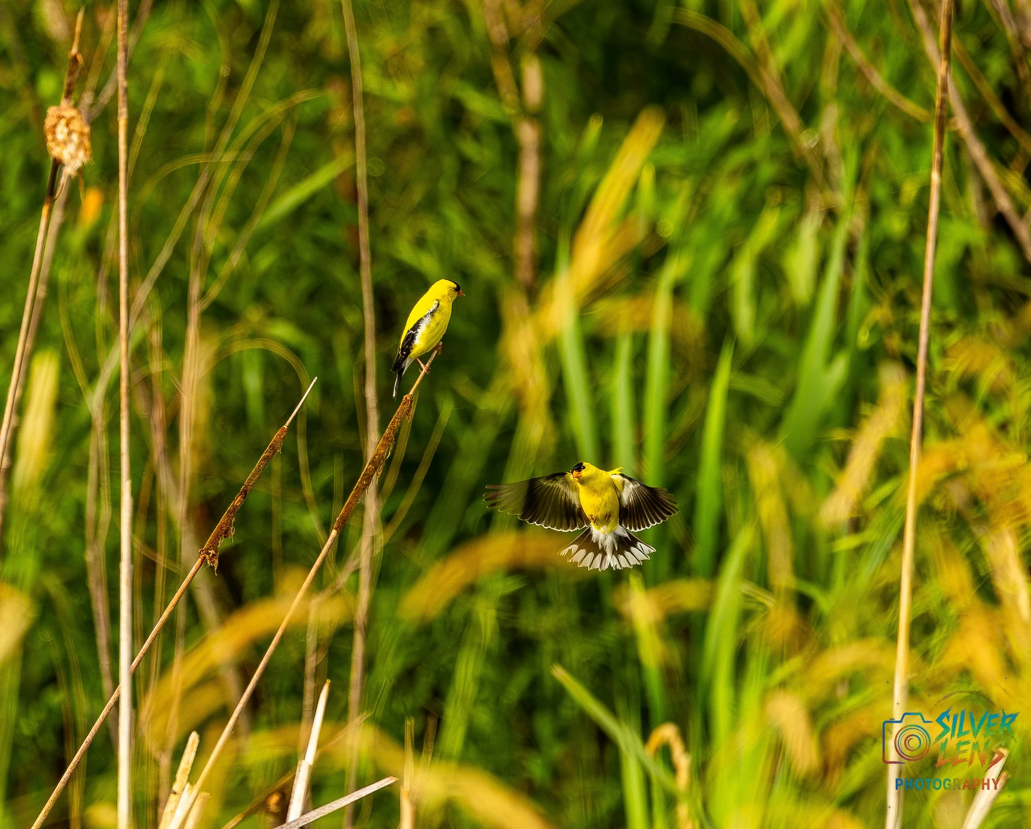 birb_goldfinch (3 of 6).jpg