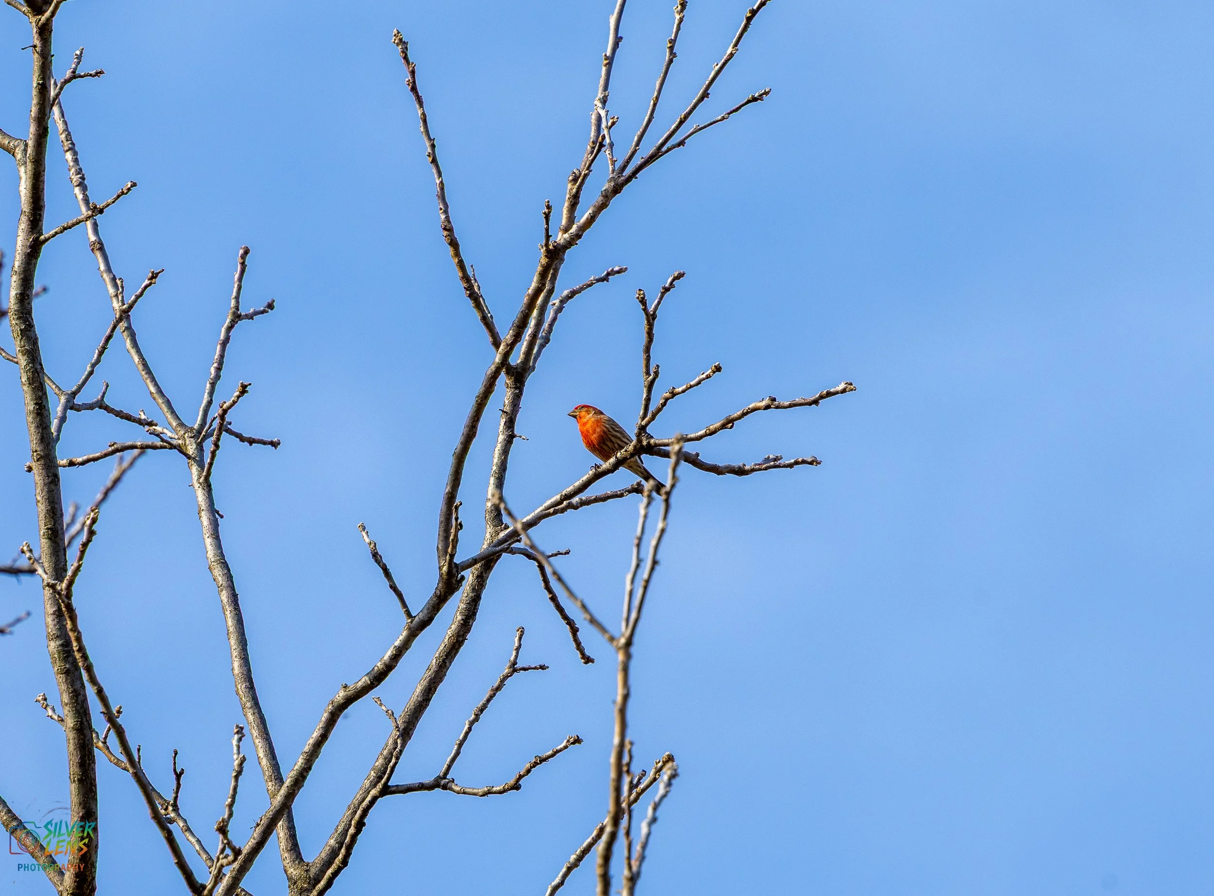 burb_finch (1 of 1).jpg