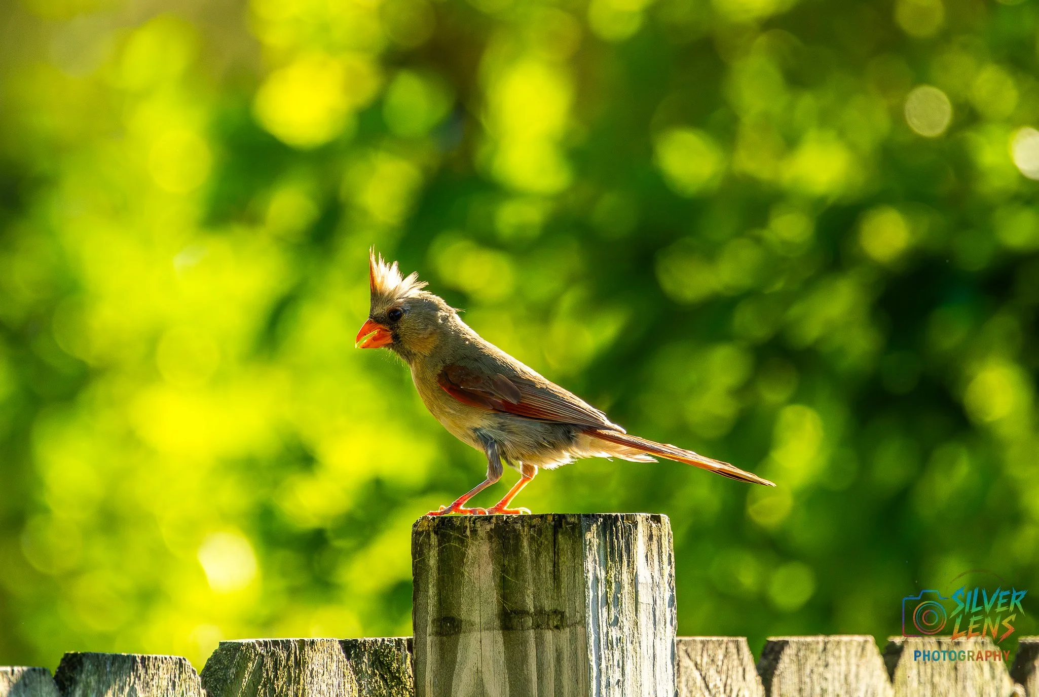 birbs_7.11.26_3 (1 of 1).jpg