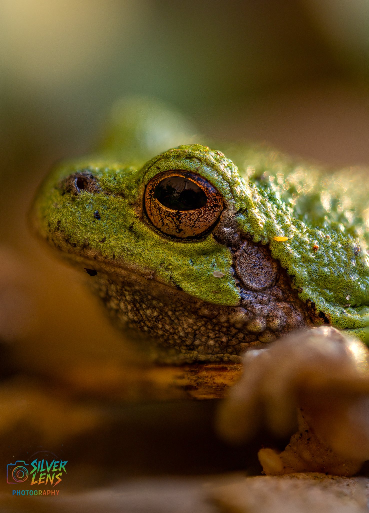 Frito_frog_closeup (1 of 1).jpg
