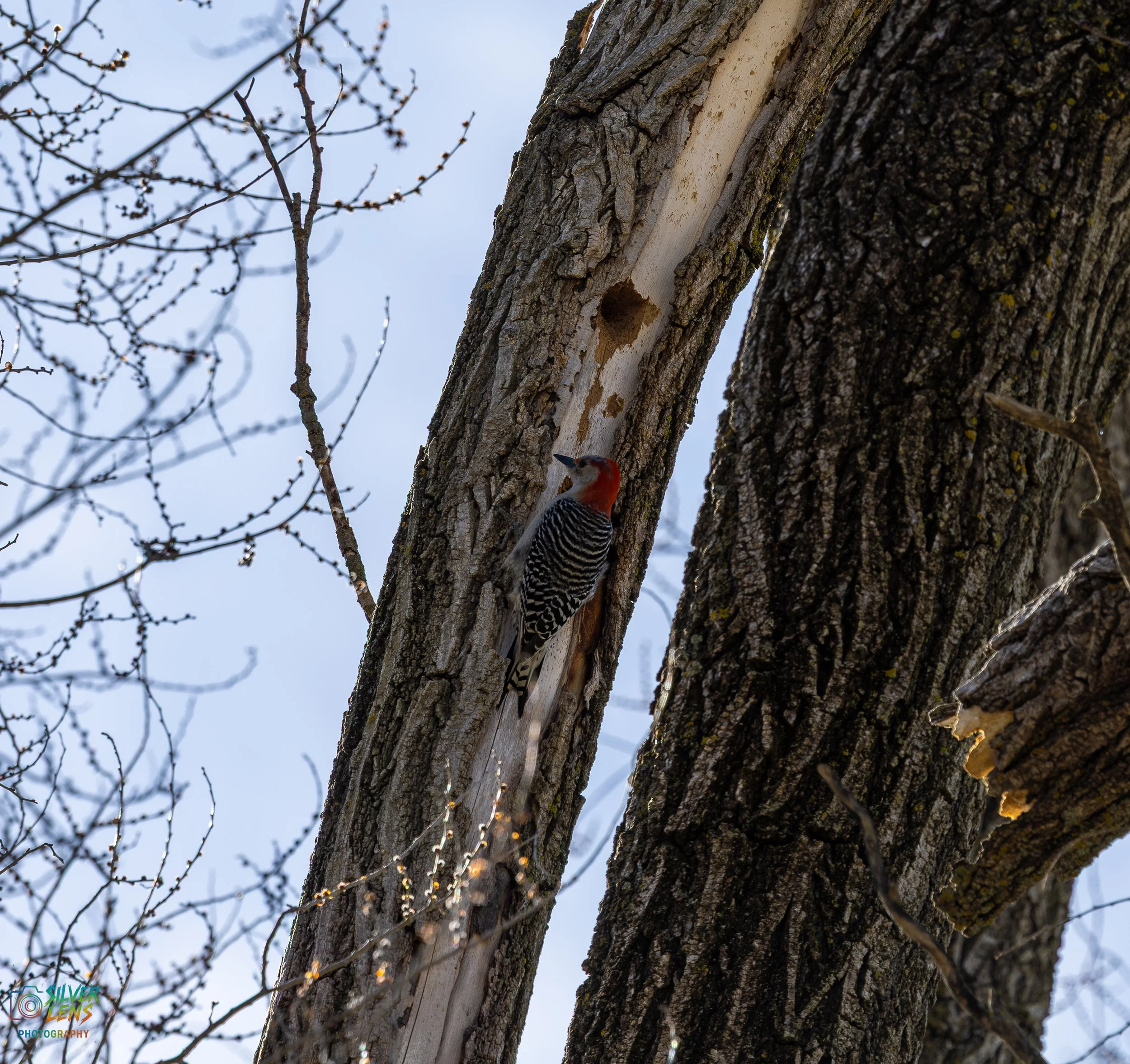 Birb_3 (1 of 1).jpg