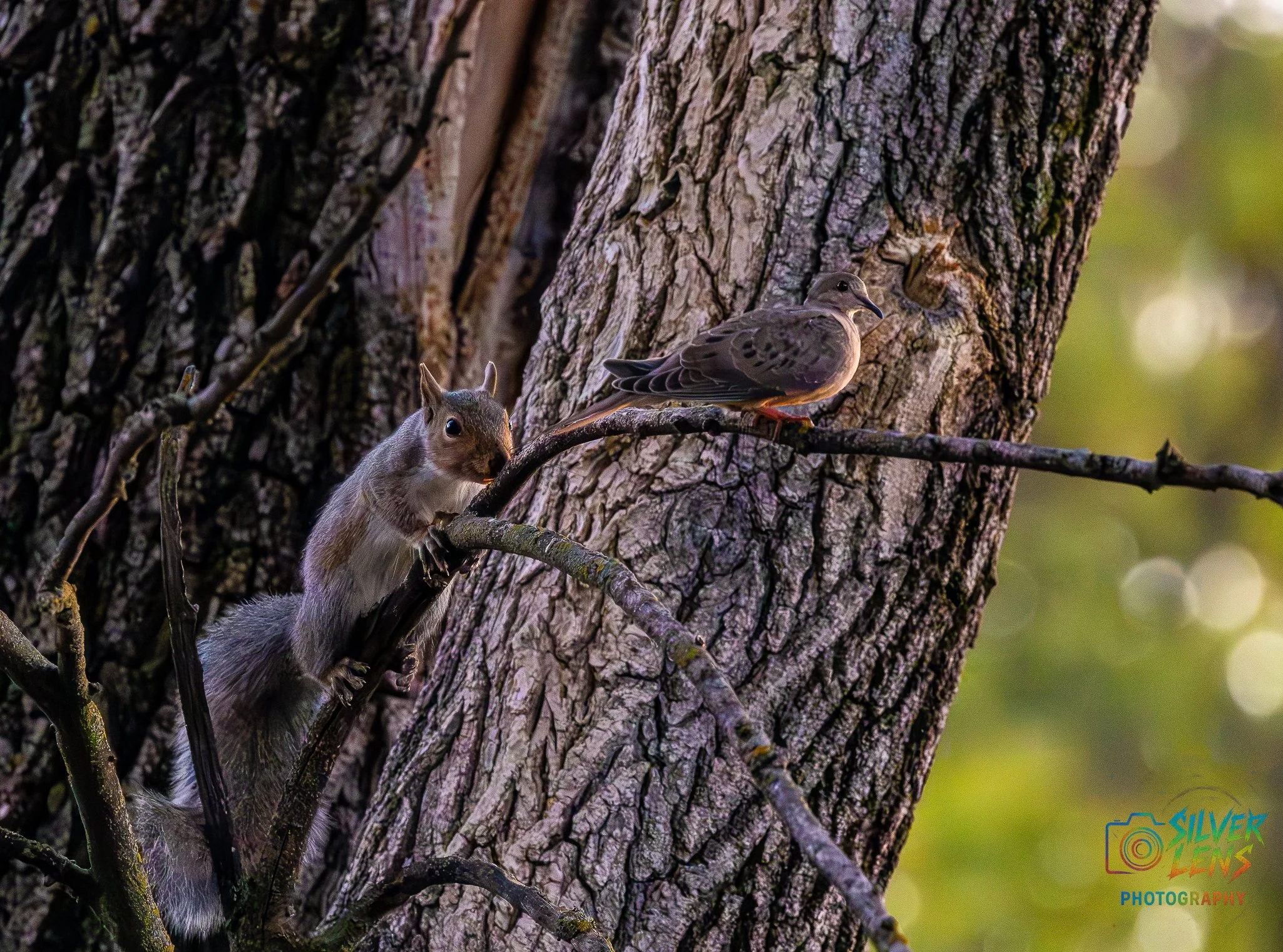 birb_Squirrel_7.14.26 (1 of 1).jpg