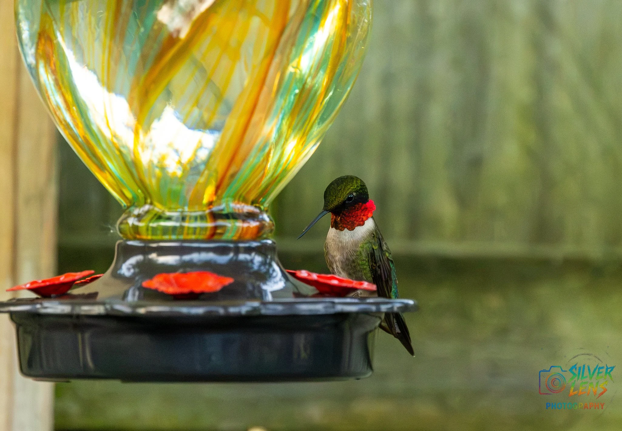 ruby_throat-1 (1 of 1).jpg