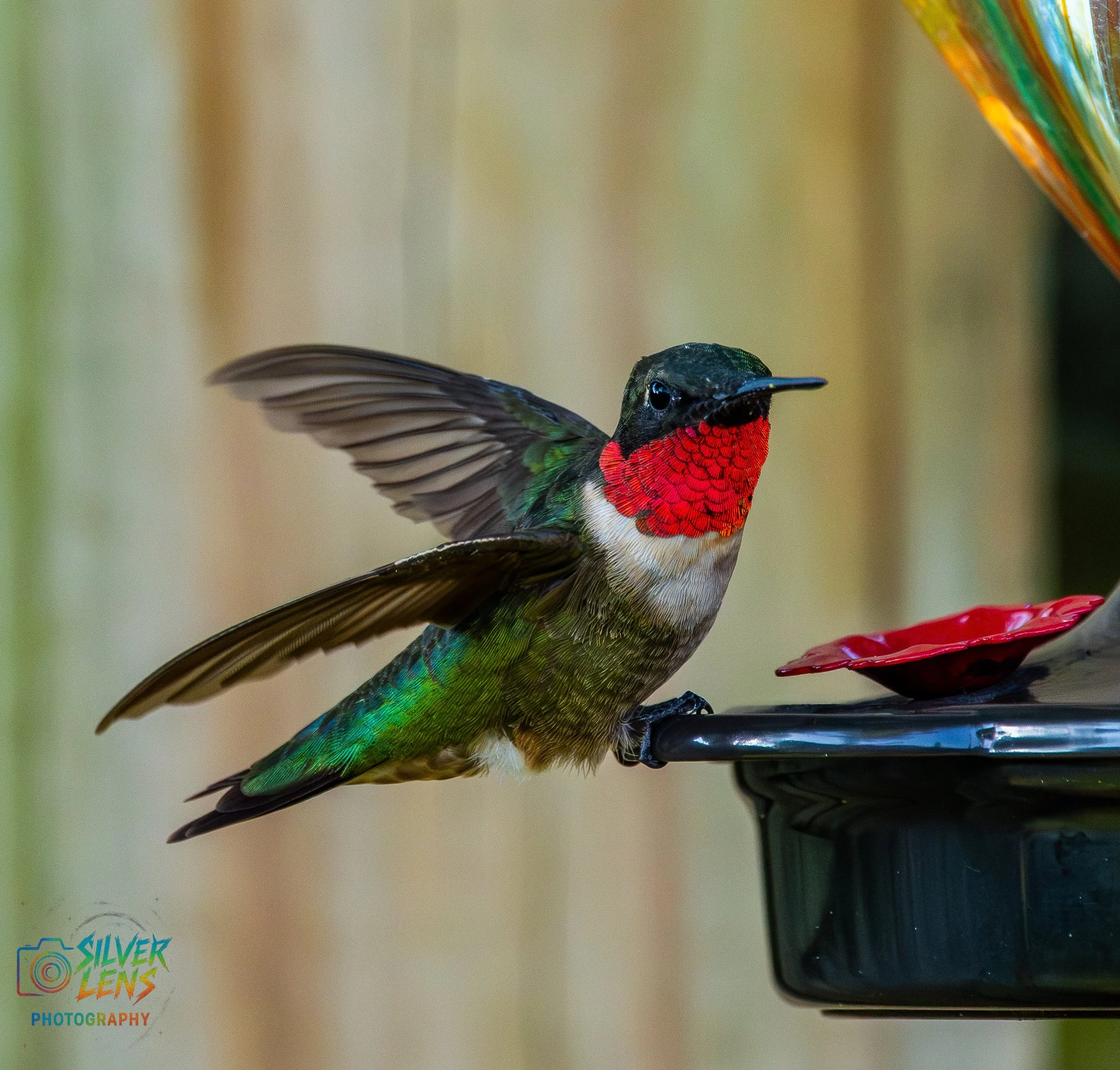 nature_stuffs-pt7 (15 of 17).jpg