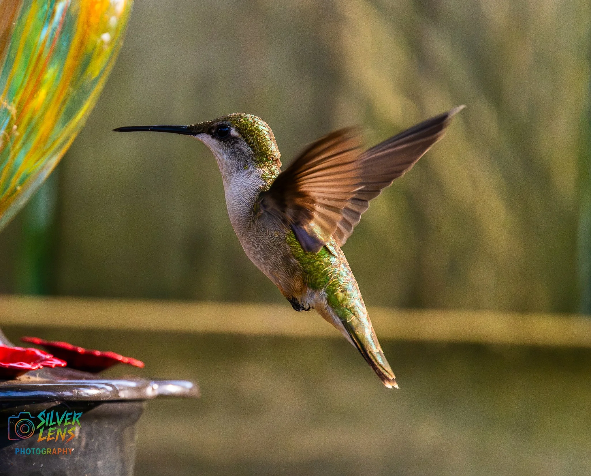 nature_stuff (4 of 5).jpg