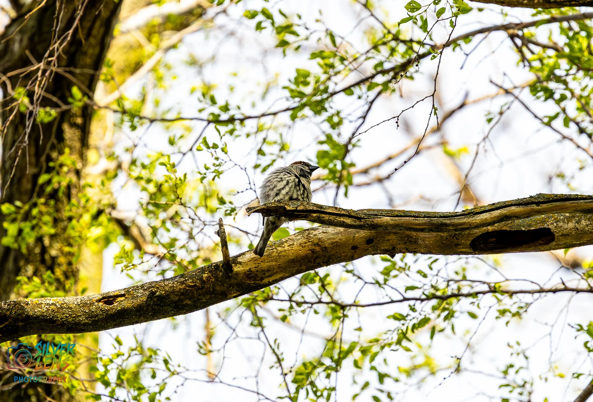 birbs_5.13.26_2 (1 of 1).jpg