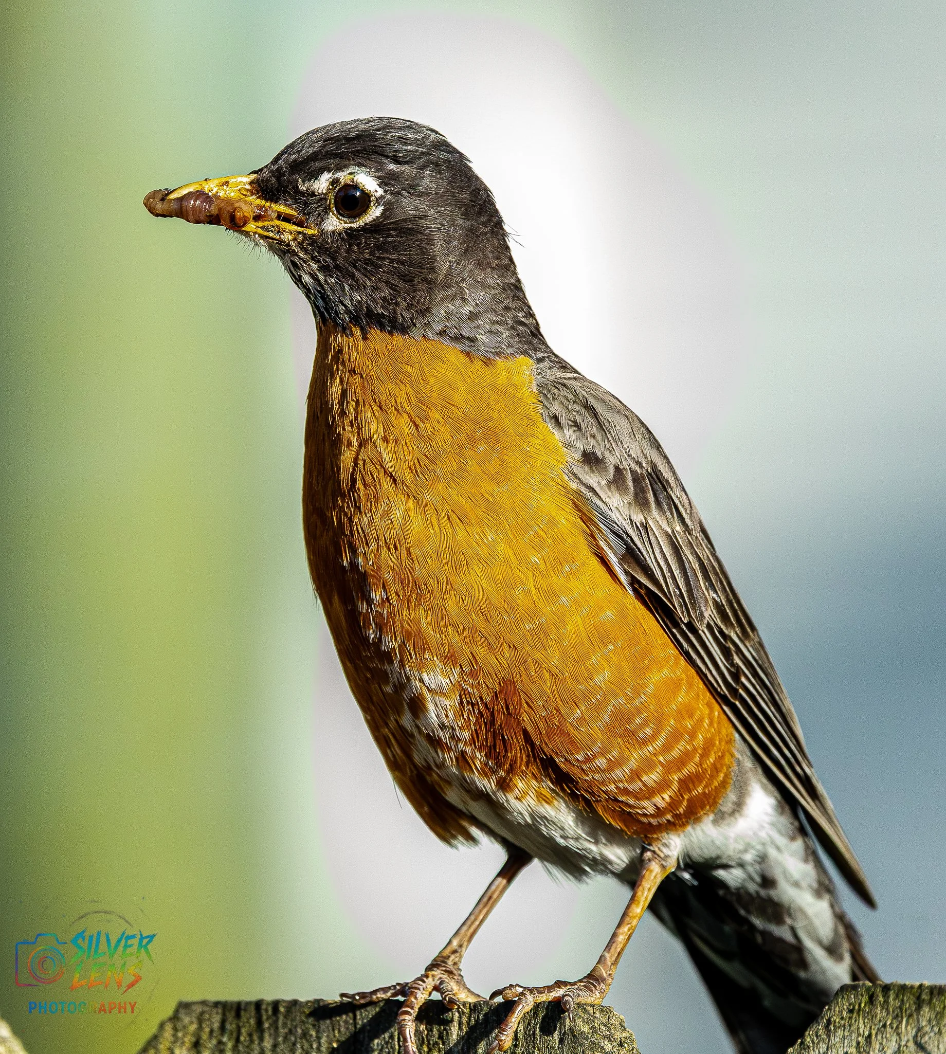 birbs_5.13.26_5 (1 of 1).jpg