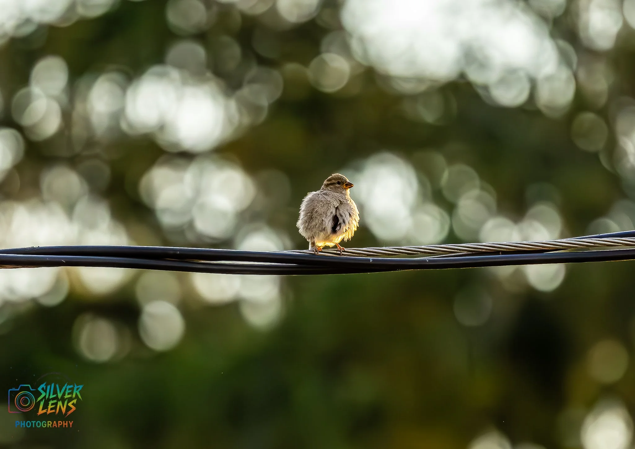 birb_5.2.26_2 (1 of 1).jpg