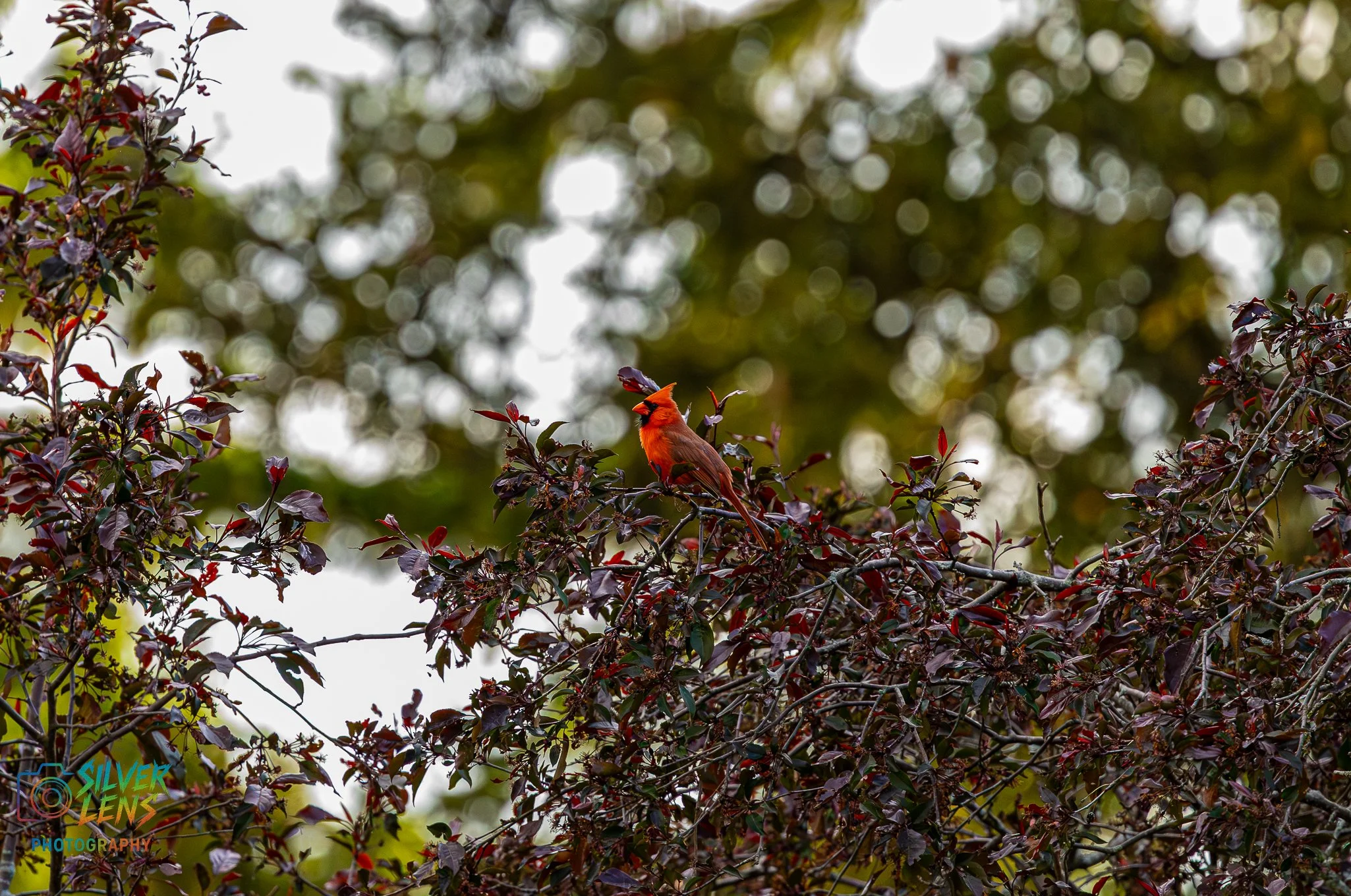 birbs_5.13.26_3 (1 of 1).jpg