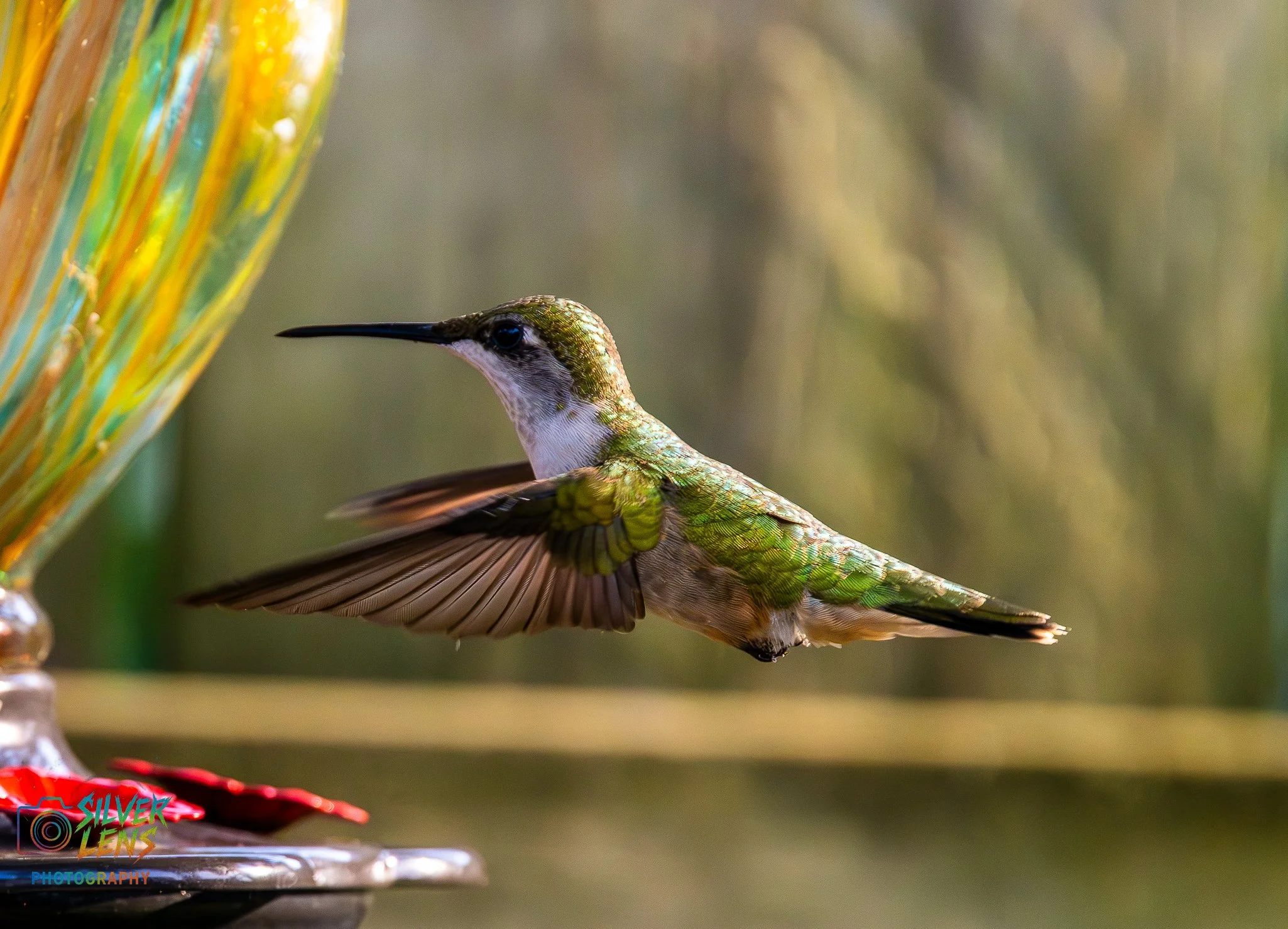 nature_stuff (3 of 5).jpg