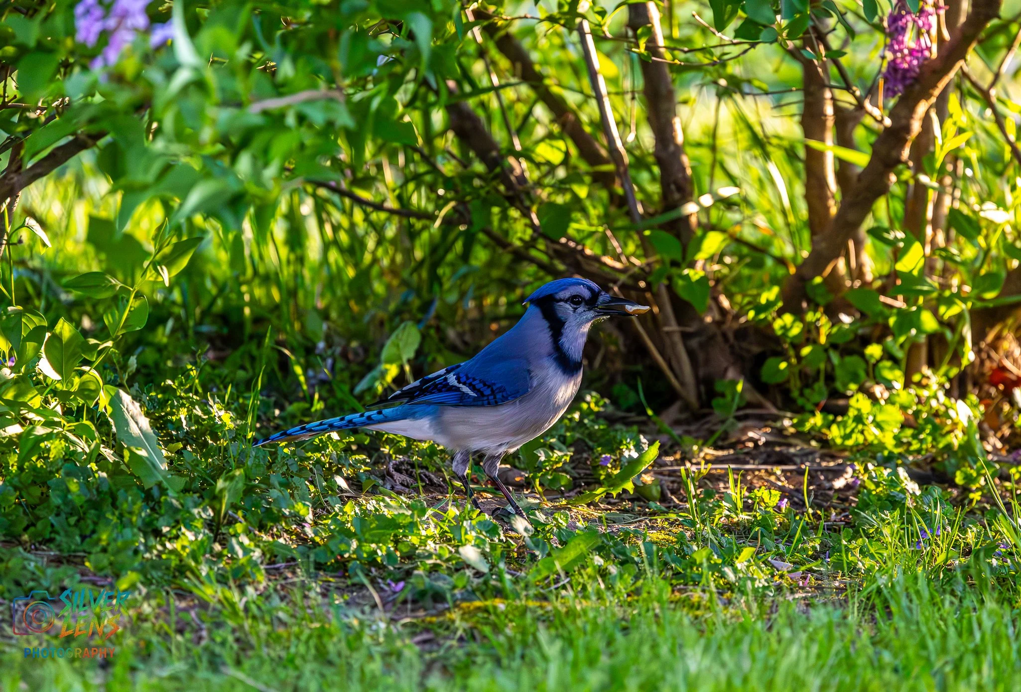 Birbs_5.9.26_2 (1 of 1).jpg