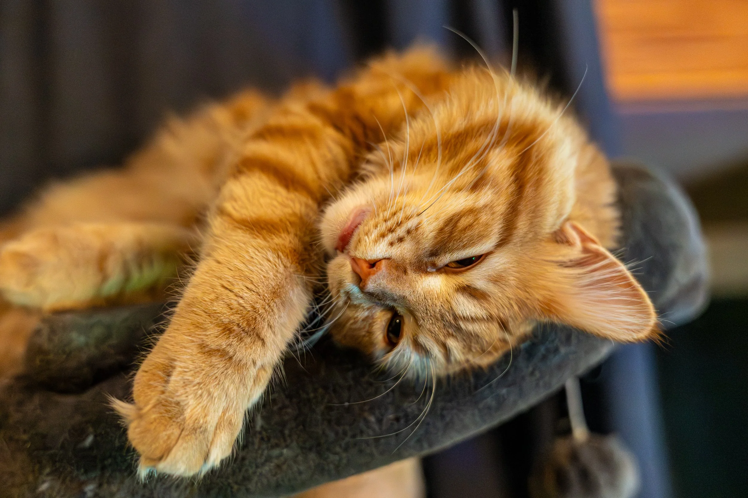 animals 3 (1 of 1).jpg
