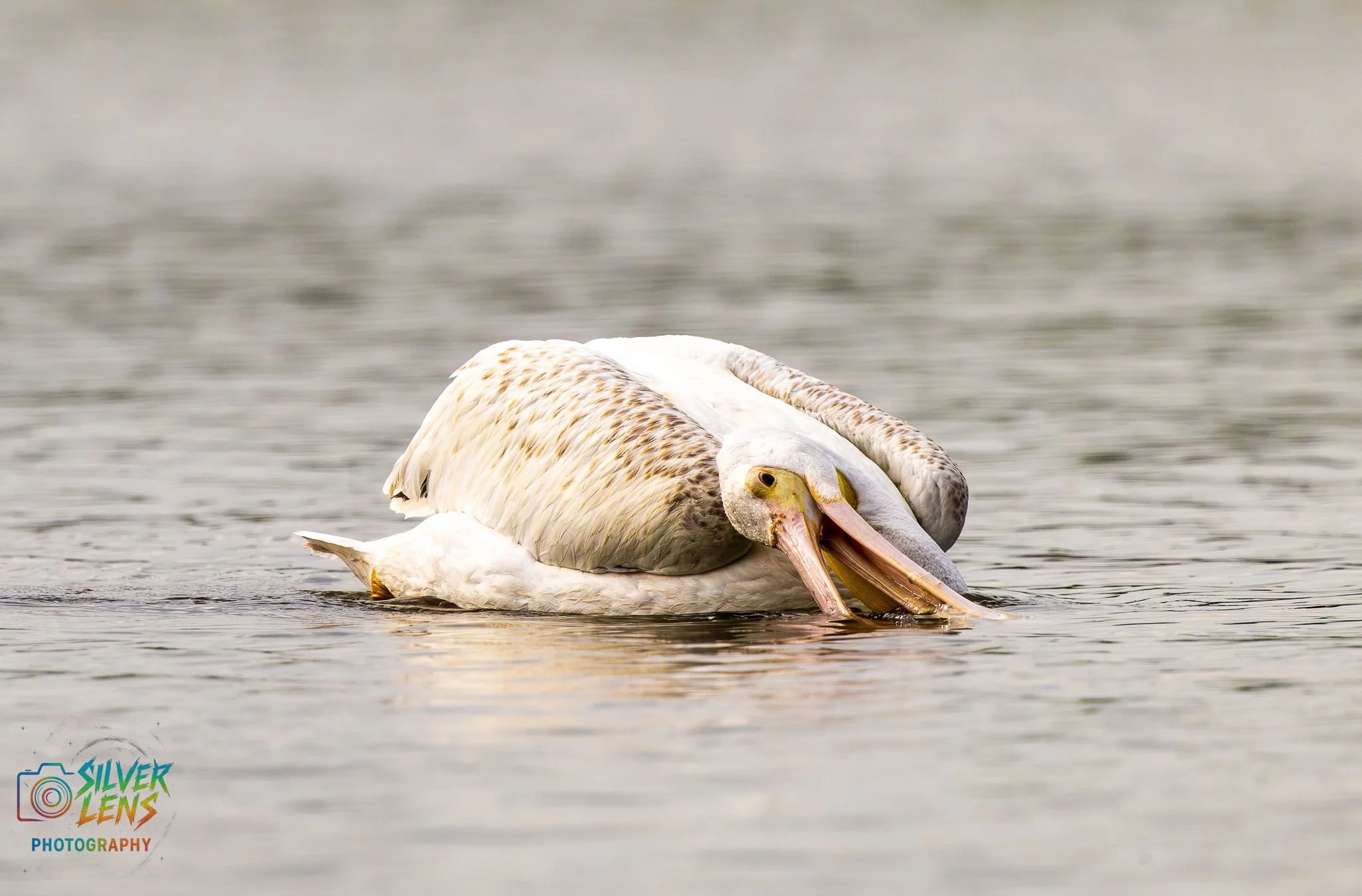 yellowstone_26_July (40 of 48).jpg