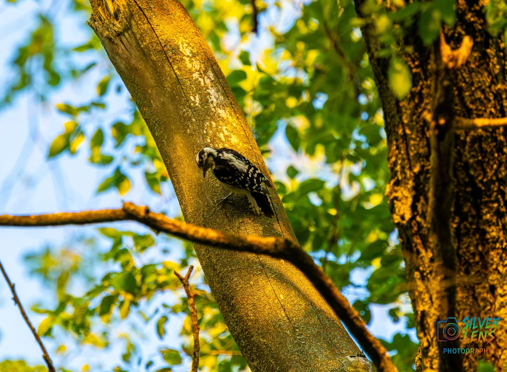birbs_7.8.26_1 (1 of 1).jpg