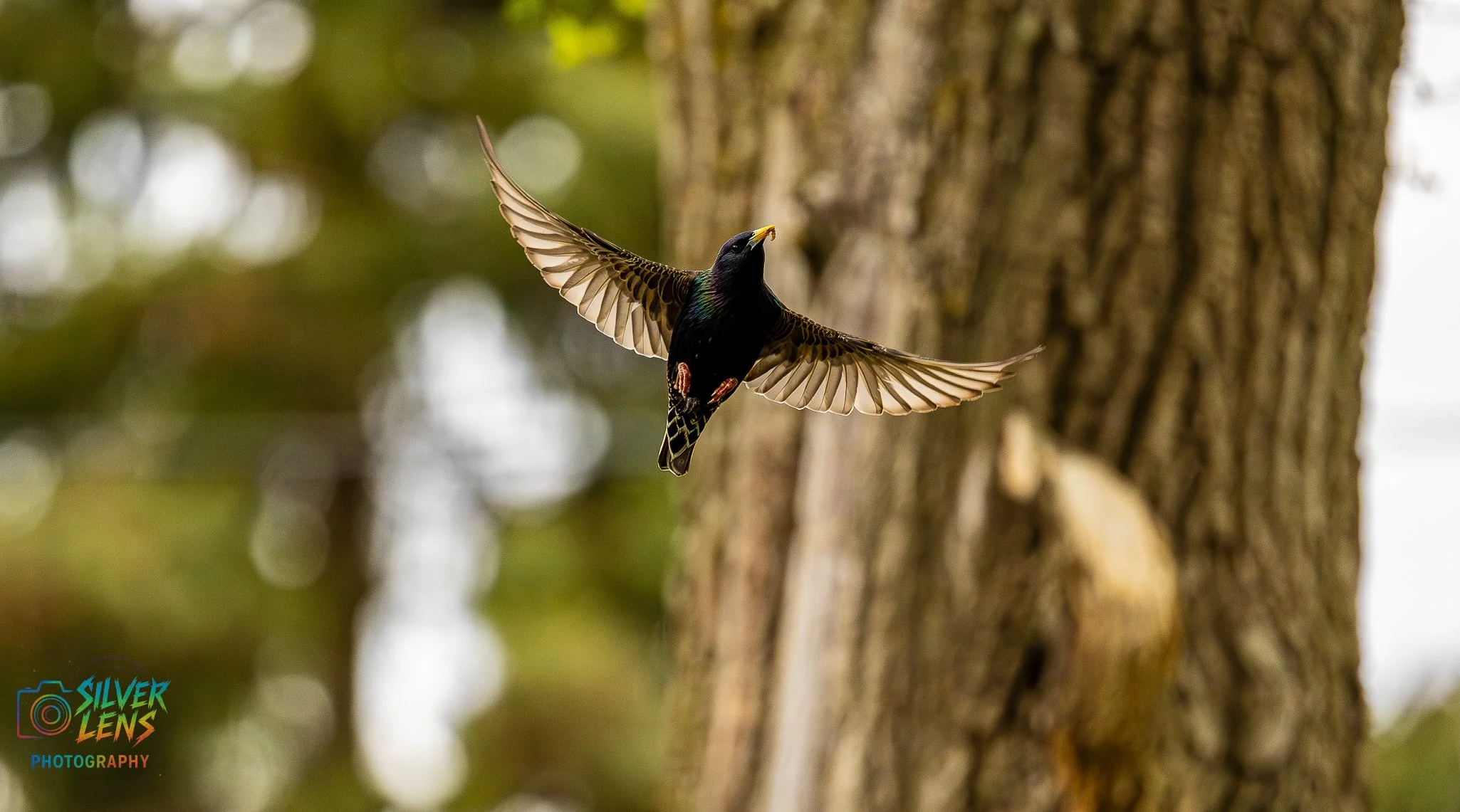 birbs_5.6.26_1 (1 of 1).jpg