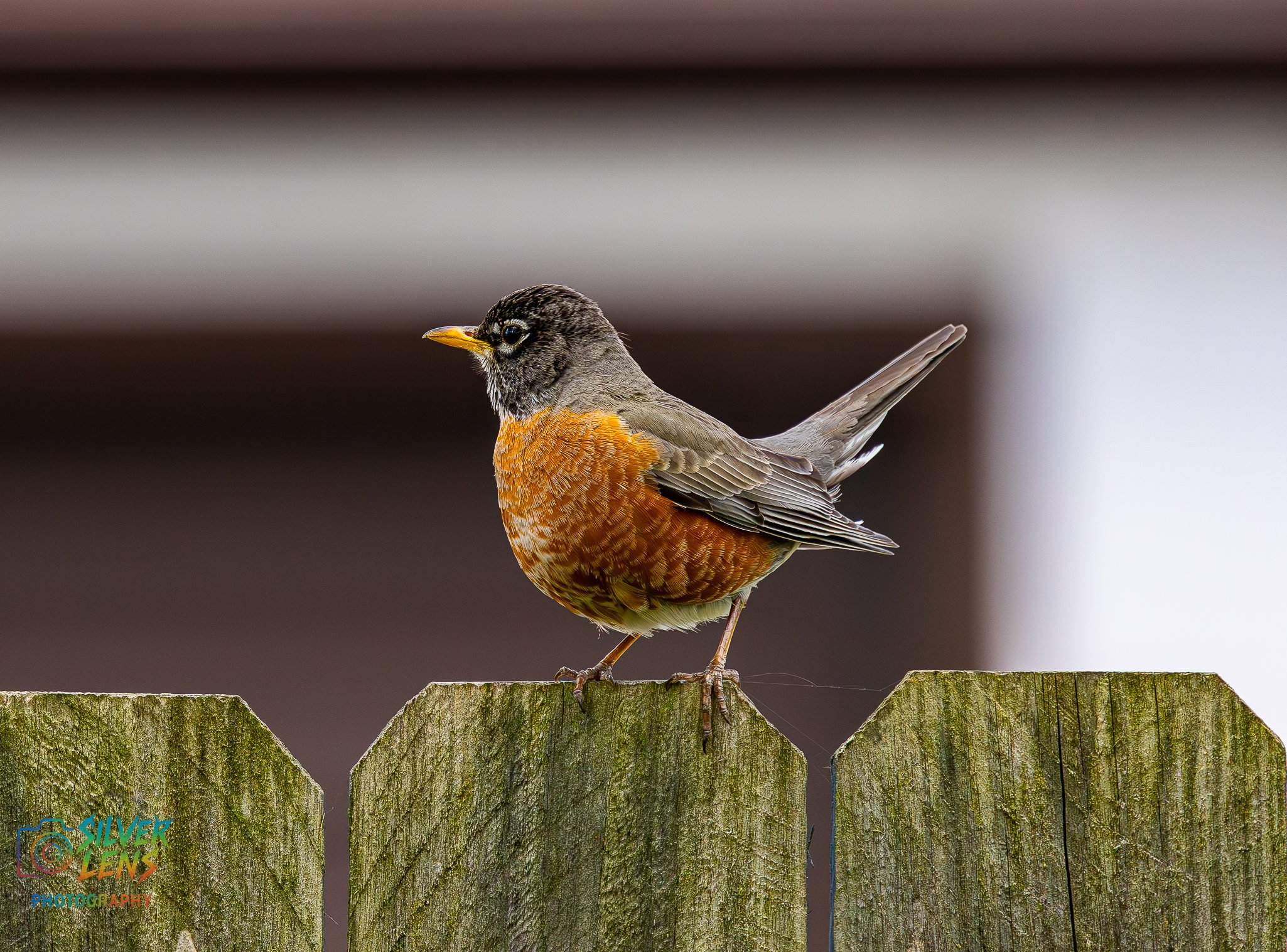 birbs_5.6.26_6 (1 of 1).jpg
