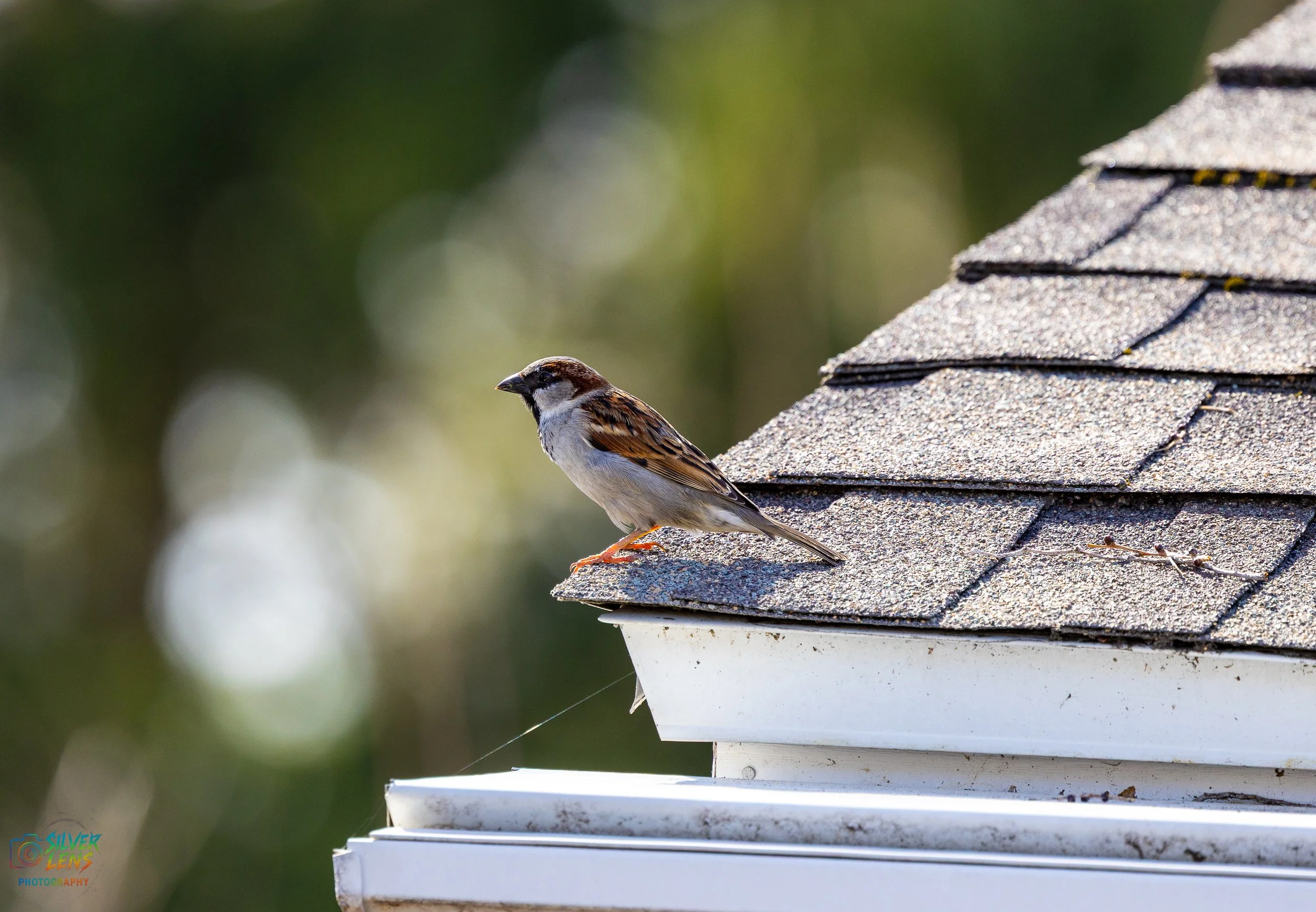 Birb_2 (1 of 1).jpg