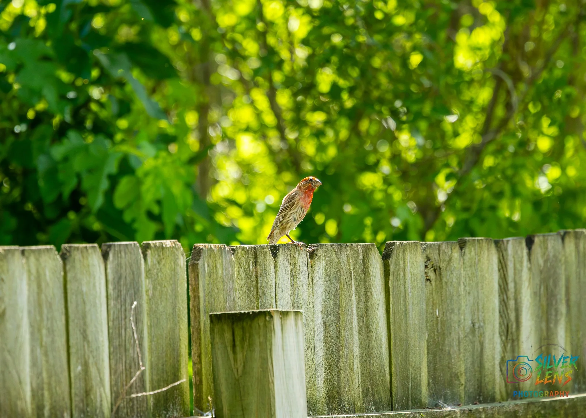 birb_6.27.26-4 (1 of 1).jpg