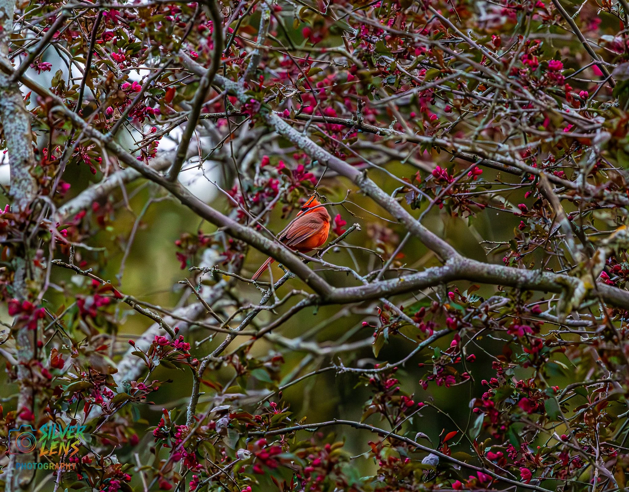 birb_4.28.26_1 (1 of 1).jpg