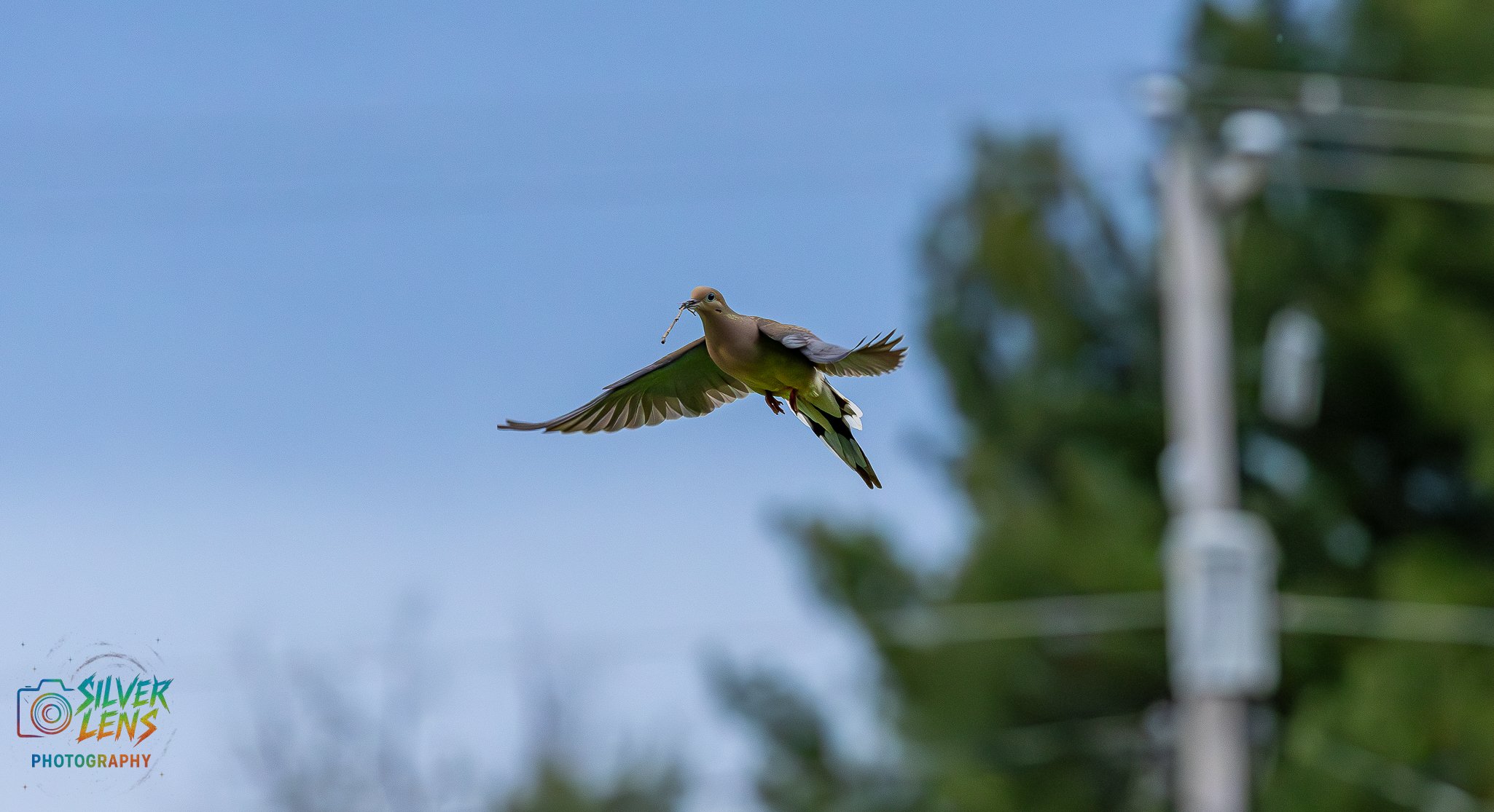 birb_4.28.26_2 (1 of 1).jpg