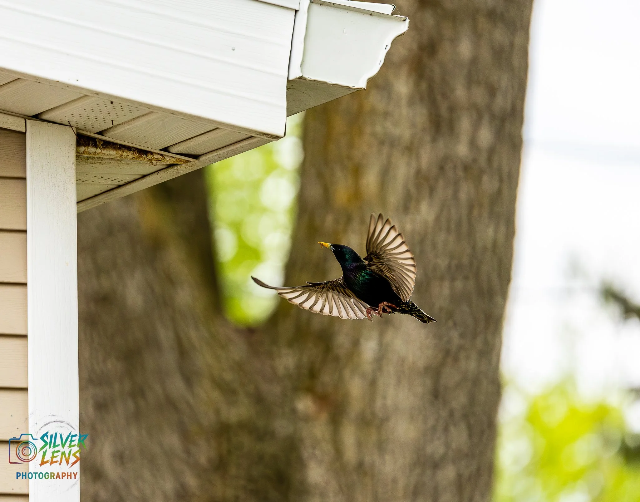 birbs_5.6.26_2 (1 of 1).jpg