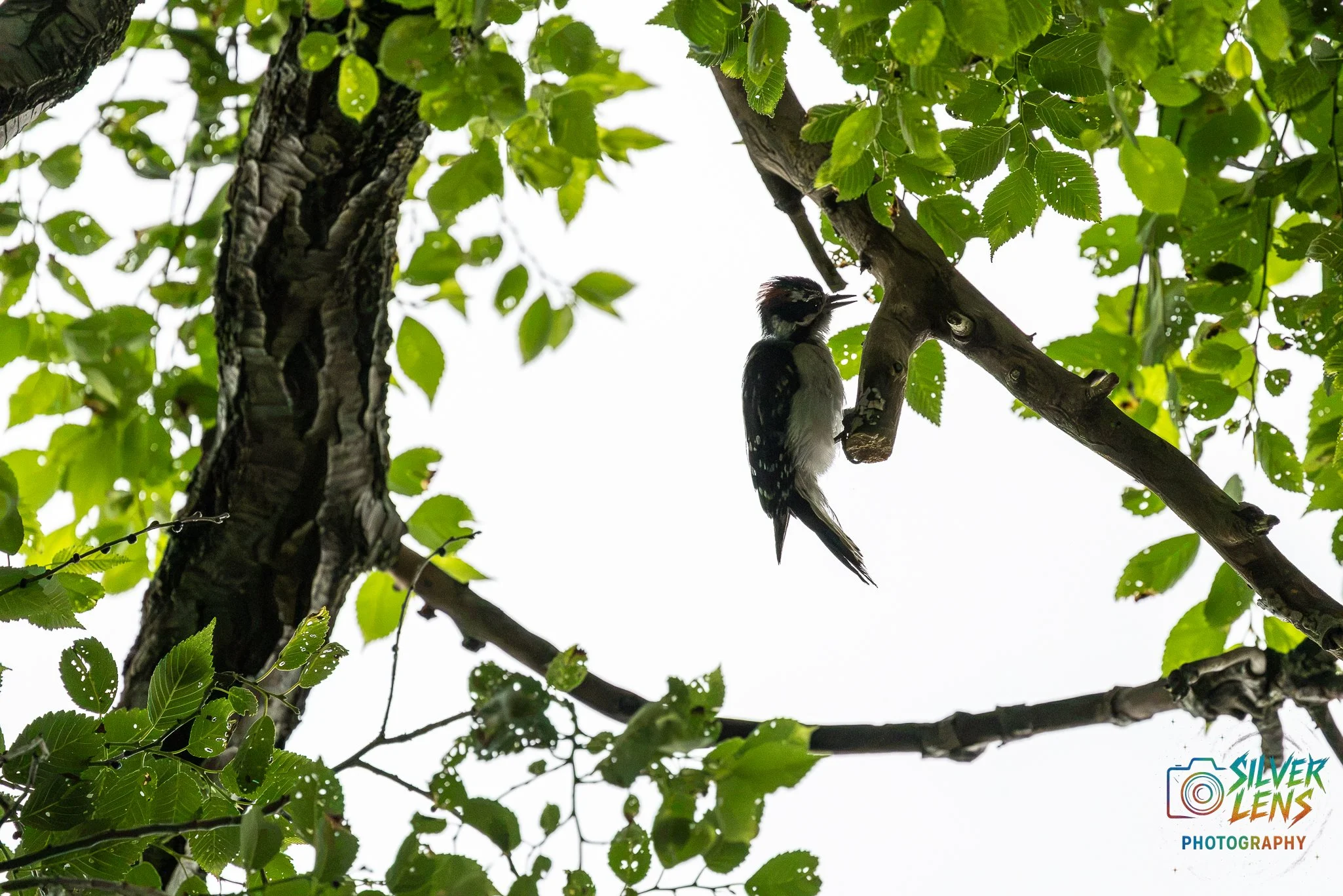 birb_6.27.26-5 (1 of 1).jpg