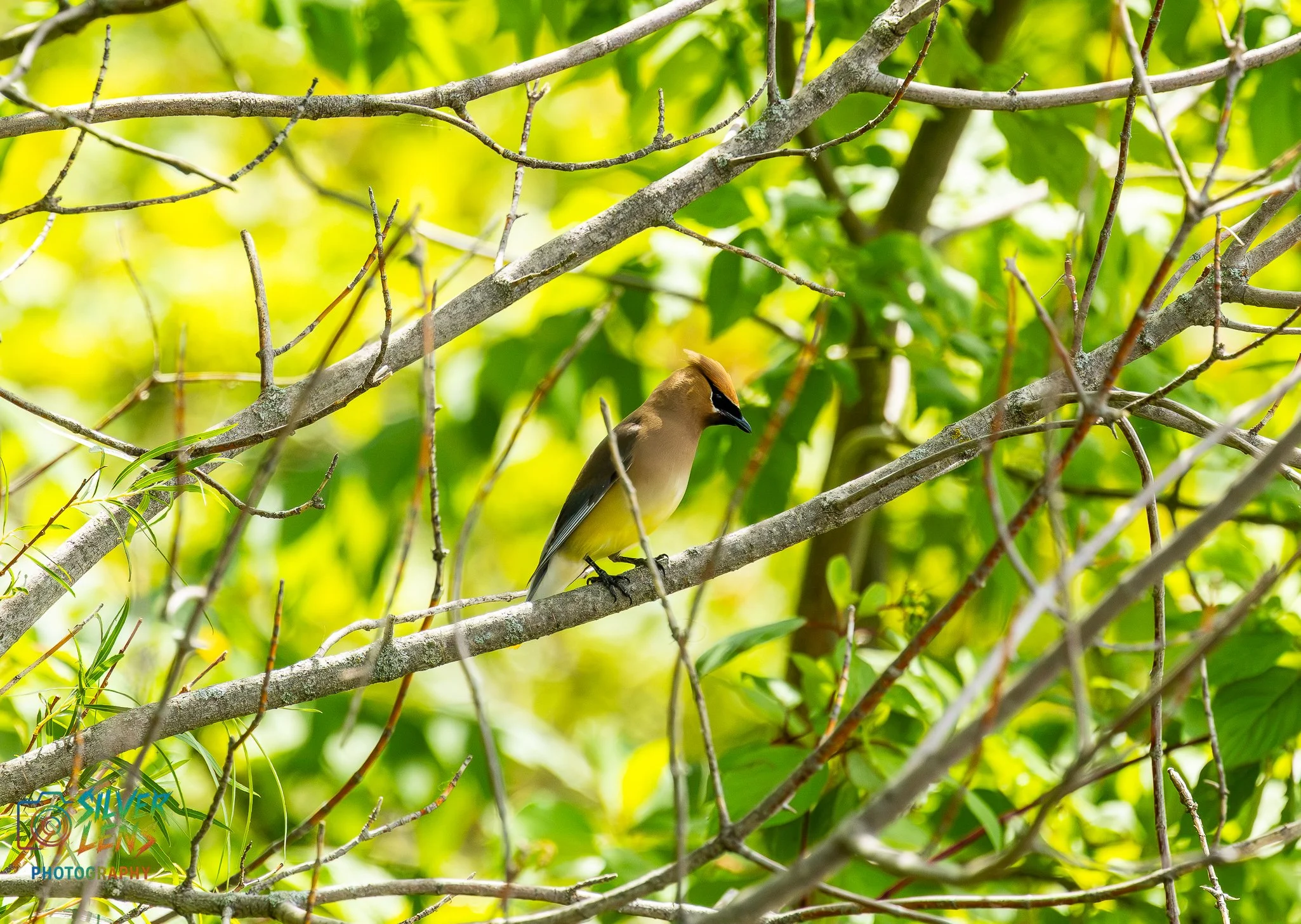 Birb_6.27.26_2 (1 of 1).jpg
