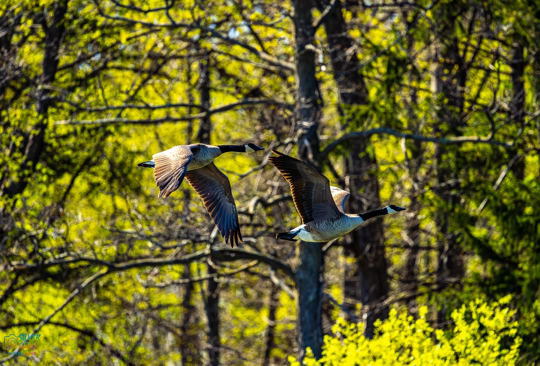 birb_4.25.26_4 (1 of 1).jpg
