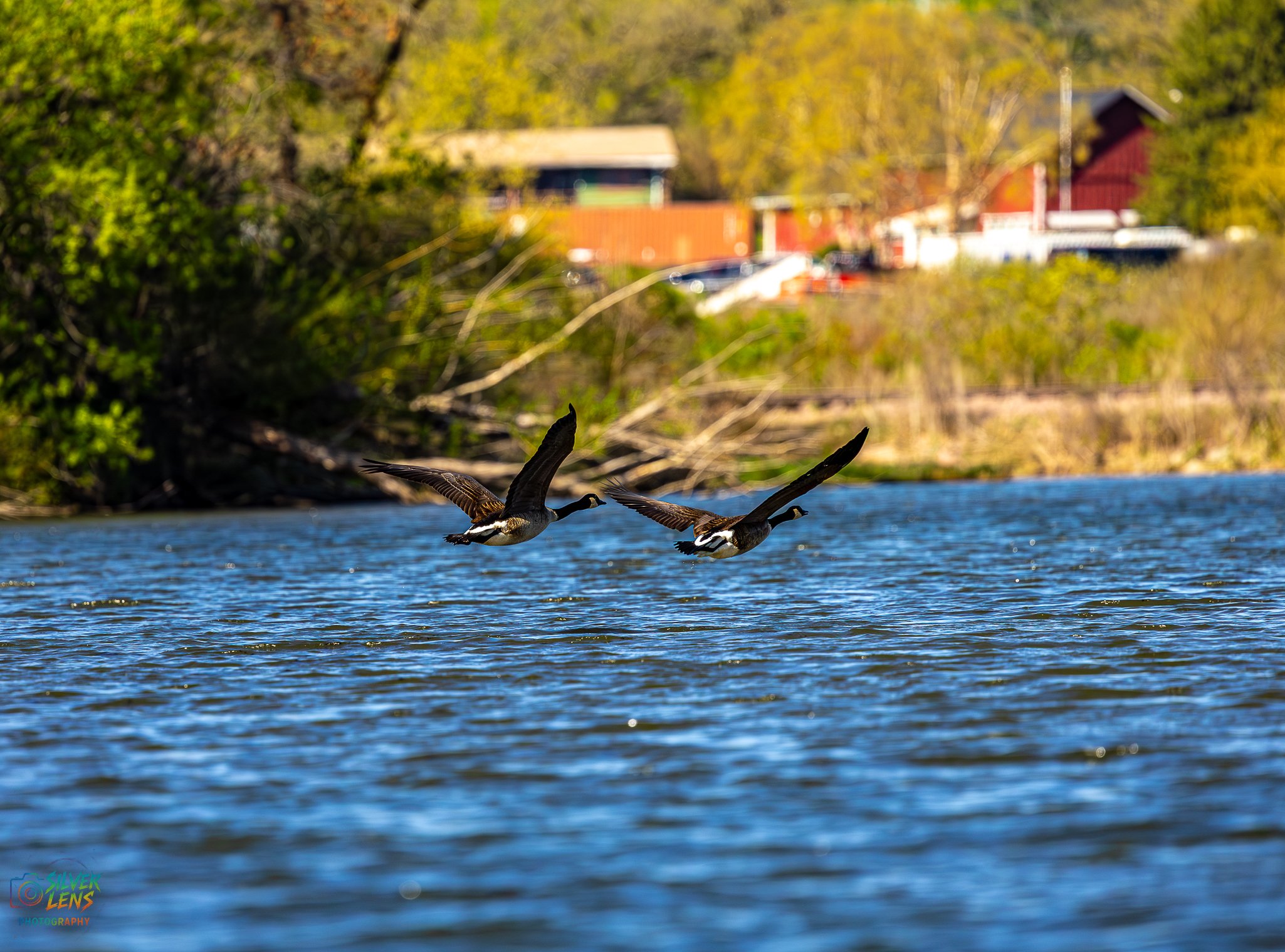 birb_4.25.26_1 (1 of 1).jpg