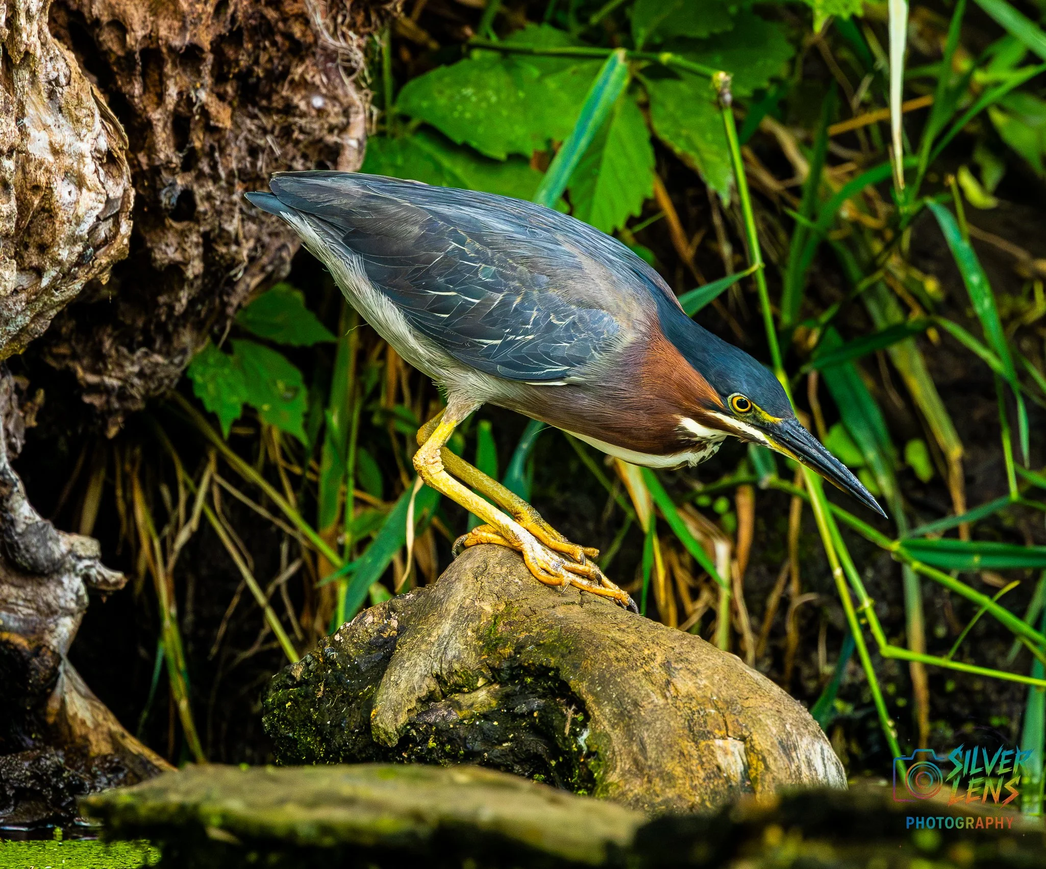 birb_7.5.26_1 (1 of 1).jpg