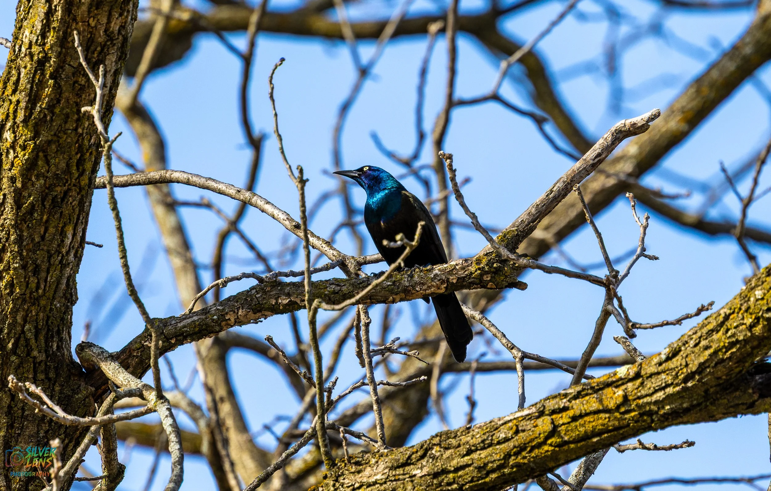blu_burb_2 (1 of 1).jpg