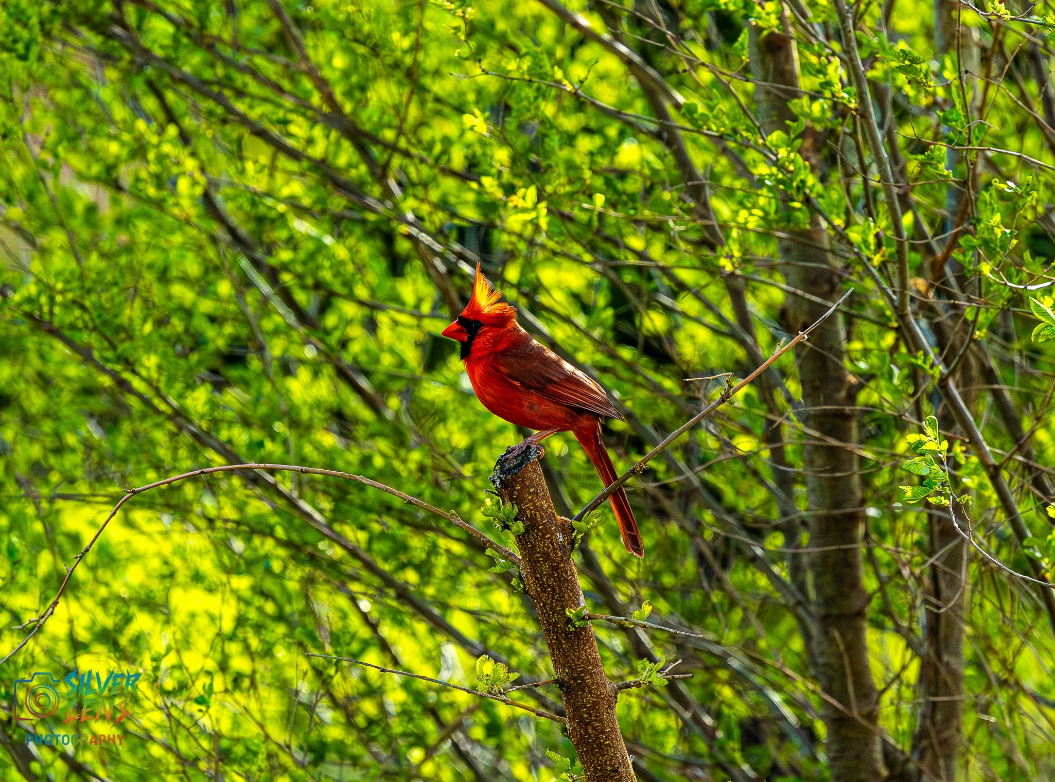 Birbs_5.9.26_1 (1 of 1).jpg