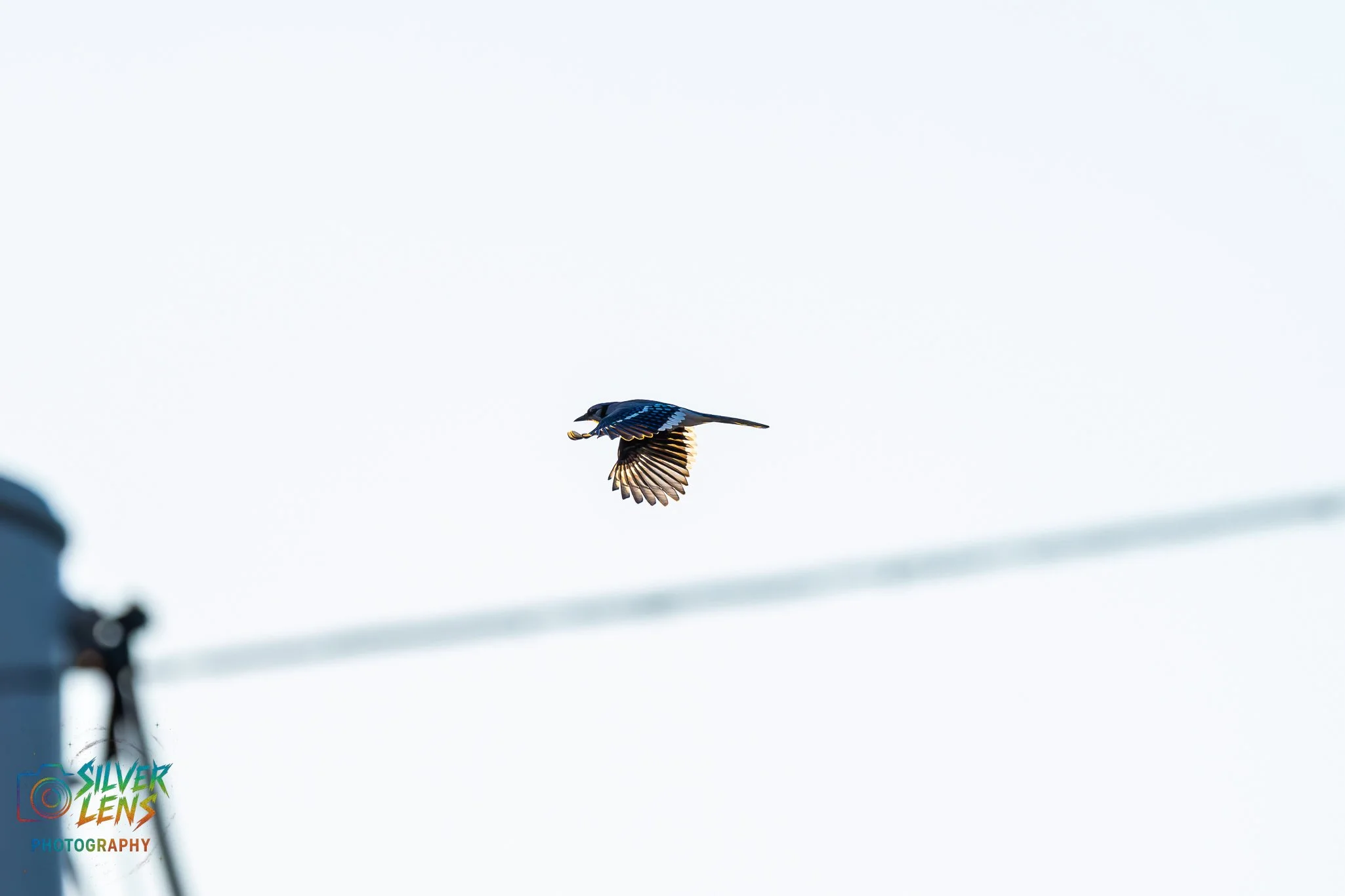 birb_5.2.26_1 (1 of 1).jpg