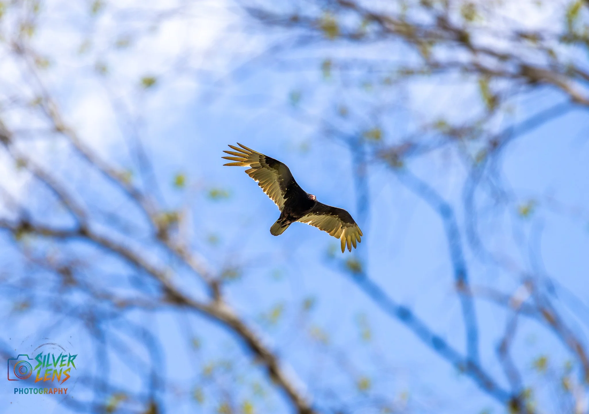 birbs_5.6.26_5 (1 of 1).jpg