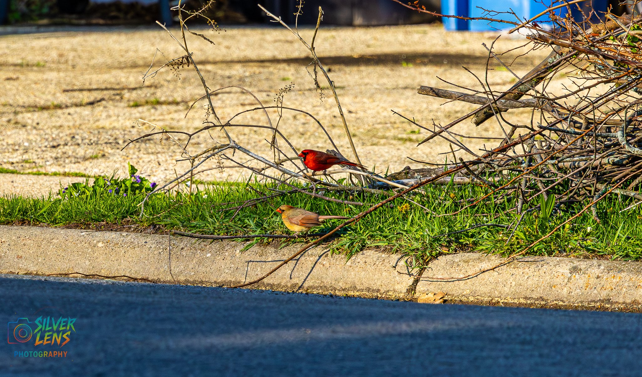 birb_4.29.26_1 (1 of 1).jpg