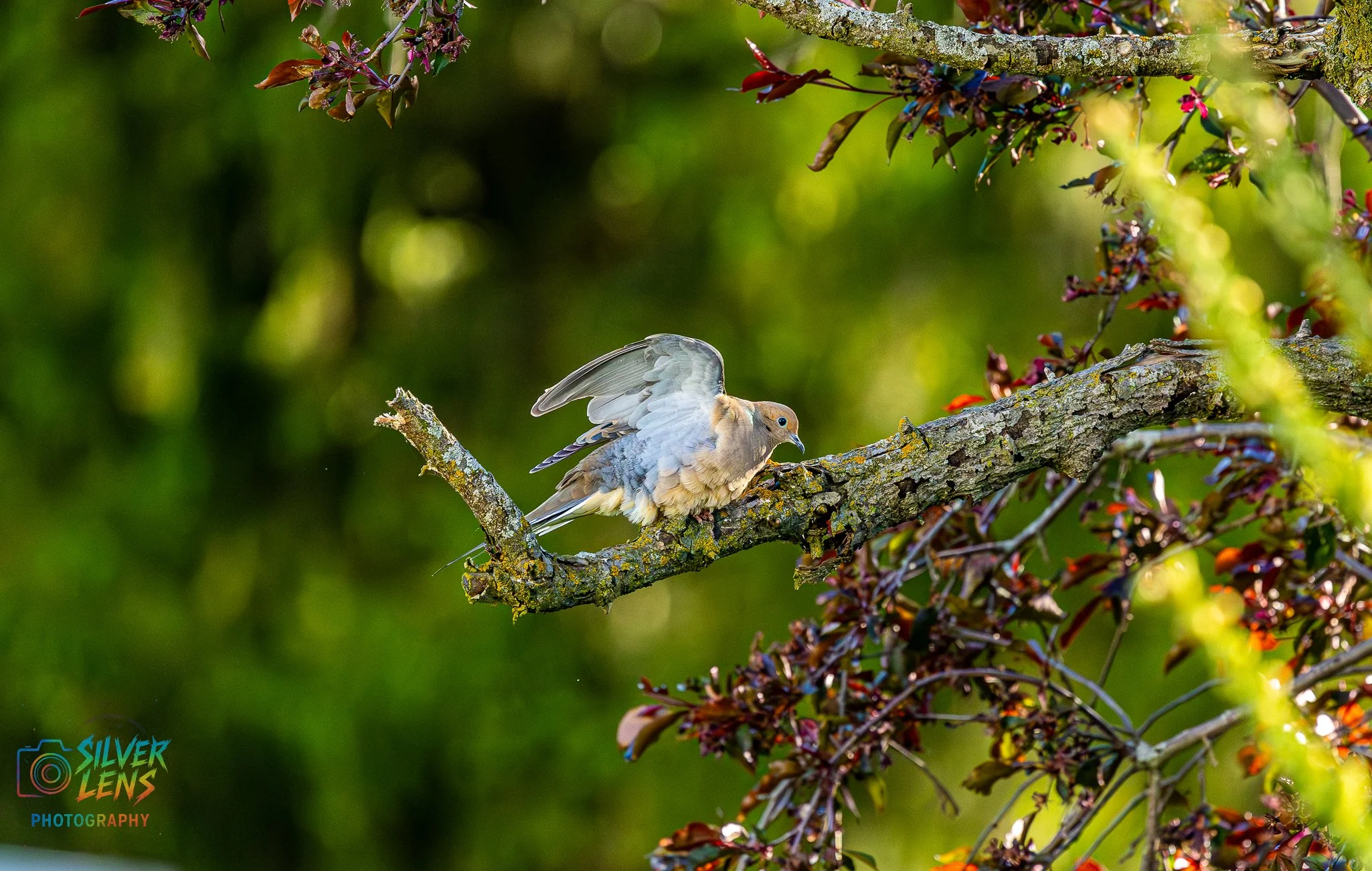 birbs_5.13.26_6 (1 of 1).jpg
