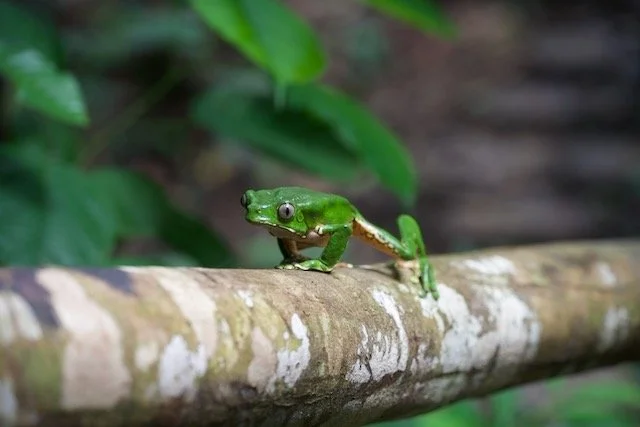 Tree Frog Stretching